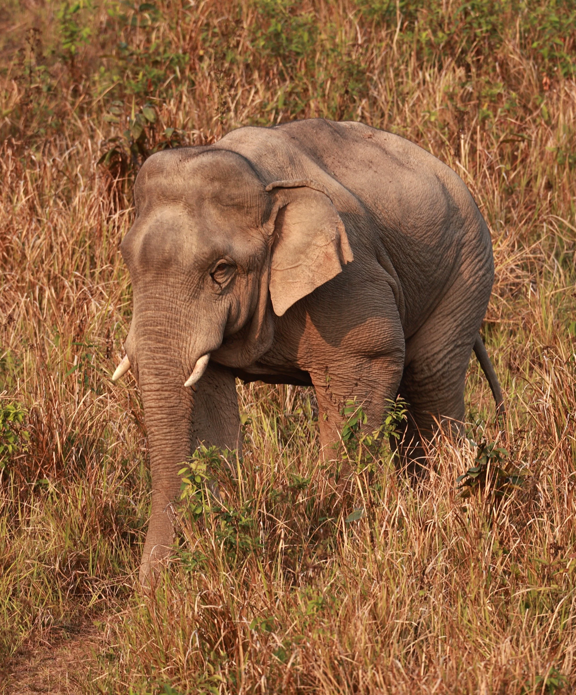 Asian Elephant (Elephas maximus) Khao Yai National Park, Thailand (32).jpg