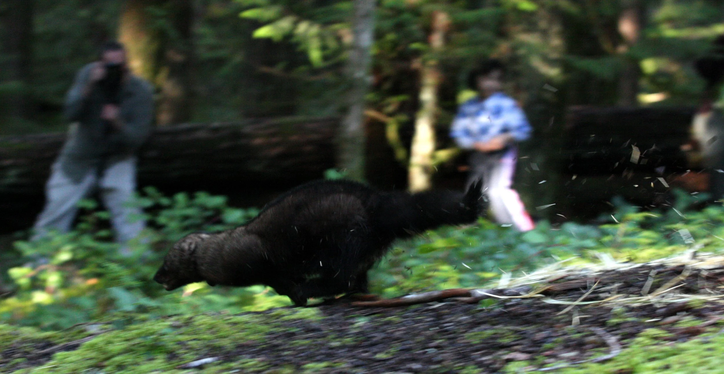 MUSTELID - FISHER - FINAL RELEASE ON 2-20-2010 (21).JPG