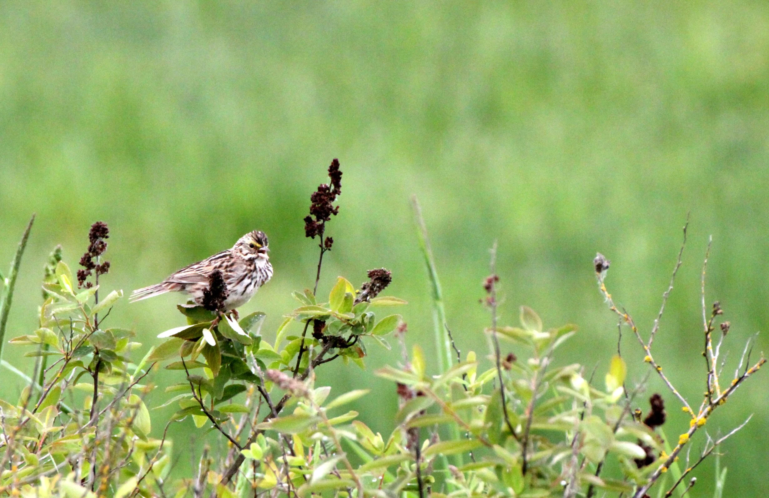 Savannah Sparrow (Passerculus sandwichensis) Knight Inlet British Columbia (1).JPG