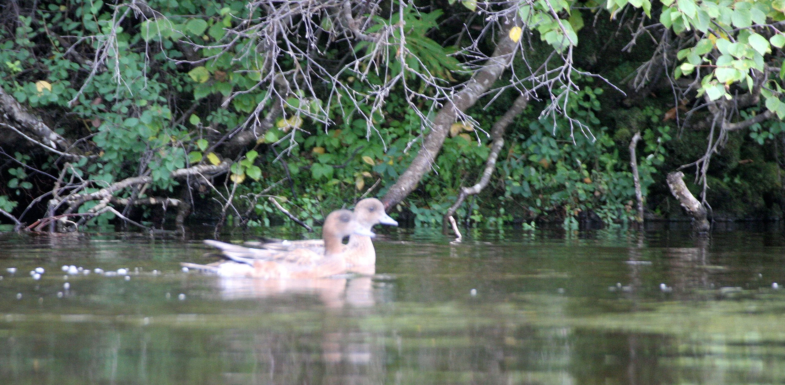WIGEON - EURASIAN WIGEON - Mareca penelope - LEMMONJOKI FINLAND.jpg