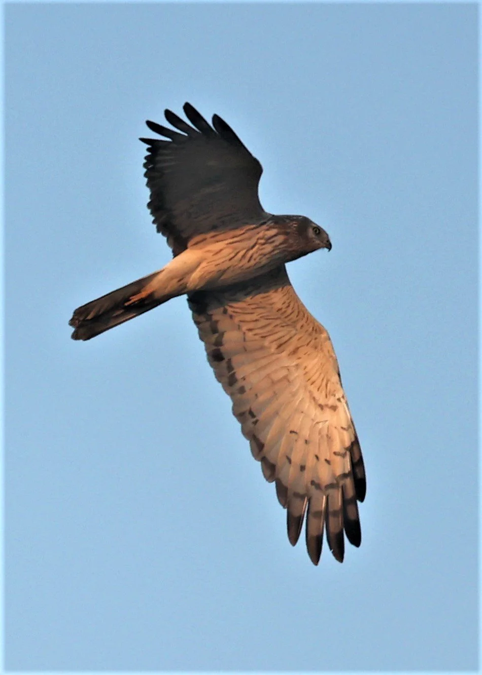 HARRIER - PIED HARRIER - Circus melanoleucos - YONOK CHIANG SAEN CHIANG RAI - ROOST (29).JPG