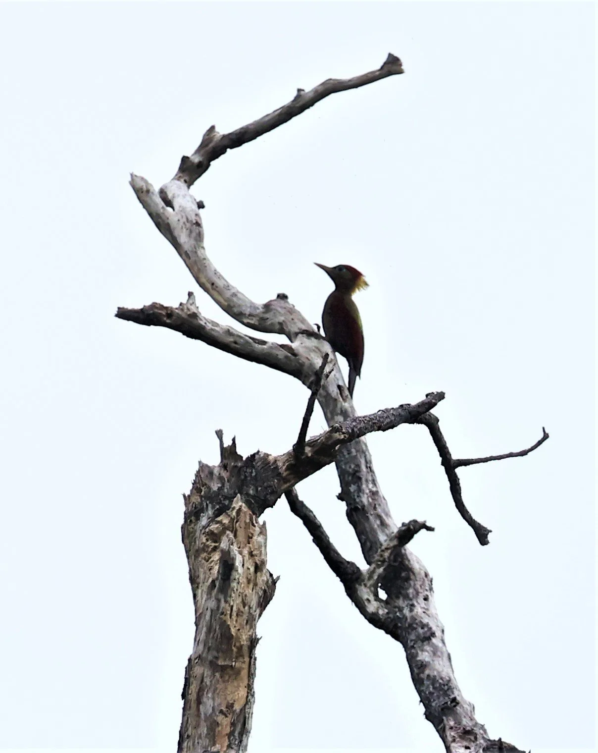 Picus puniceus - CRIMSON-WINGED WOODPECKER - BUKIT TINGGI PAHANG MALAYSIA JUNE 2022 (1).jpg