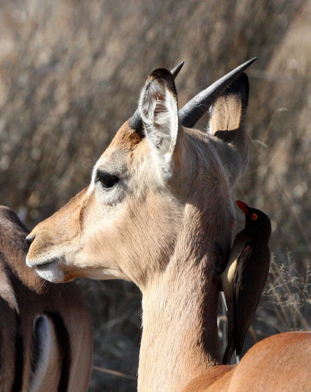 BIRD - OXPECKER - RED-BILLED OXPECKER - KRUGER NATIONAL PARK SOUTH AFRICA (8).JPG
