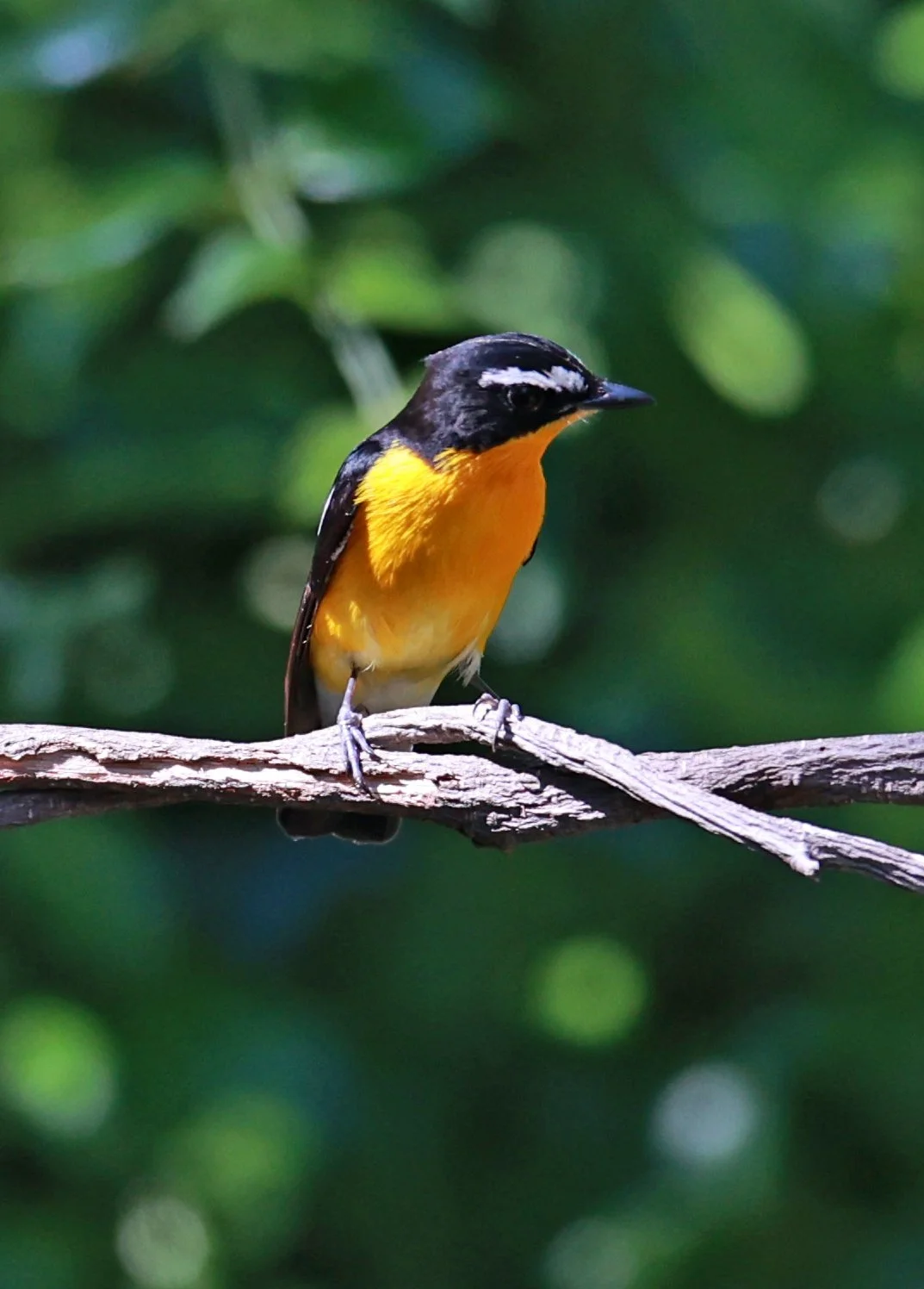 Flycatcher - Yellow-rumped Flycatcher - Ficedula zanthopygia - Bang Pu Mangrove Forest Reserve, Samut Prakan March 30, 2024 (8).jpg