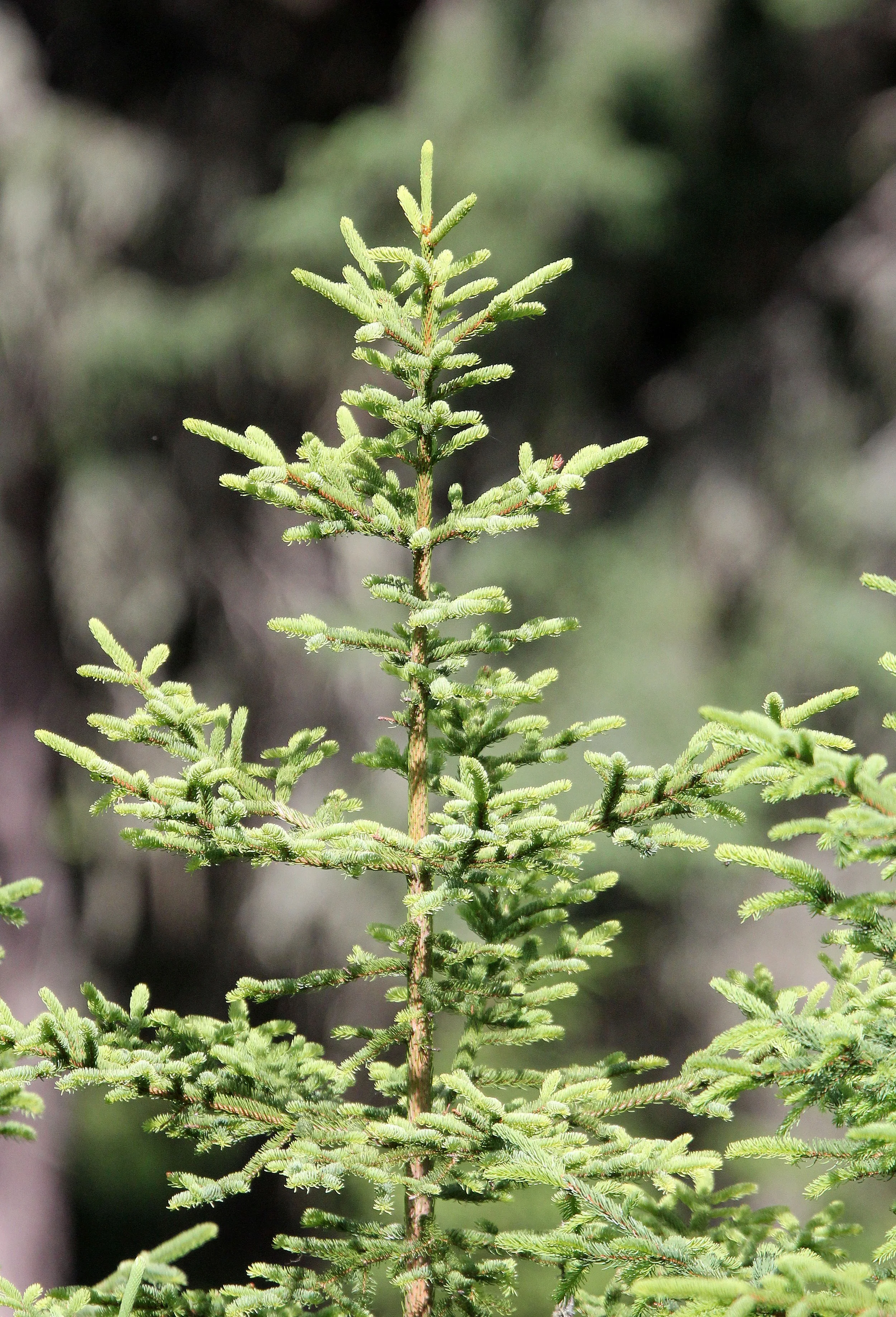 STELVIO NATIONAL PARK ITALY (143).JPG