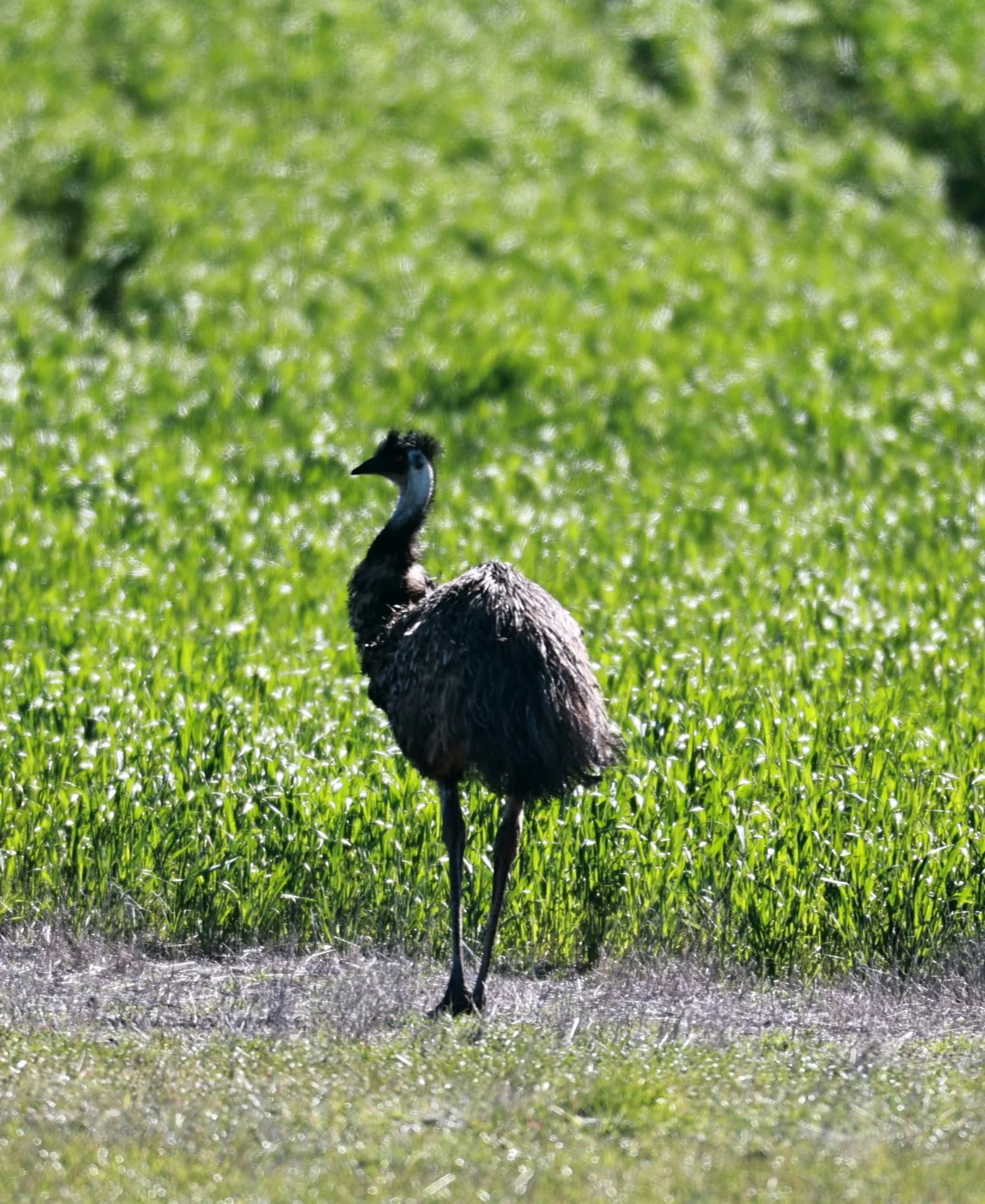 Emu (Dromaius novaehollandiae) Stirling Range NP - Western Australia (15).jpg