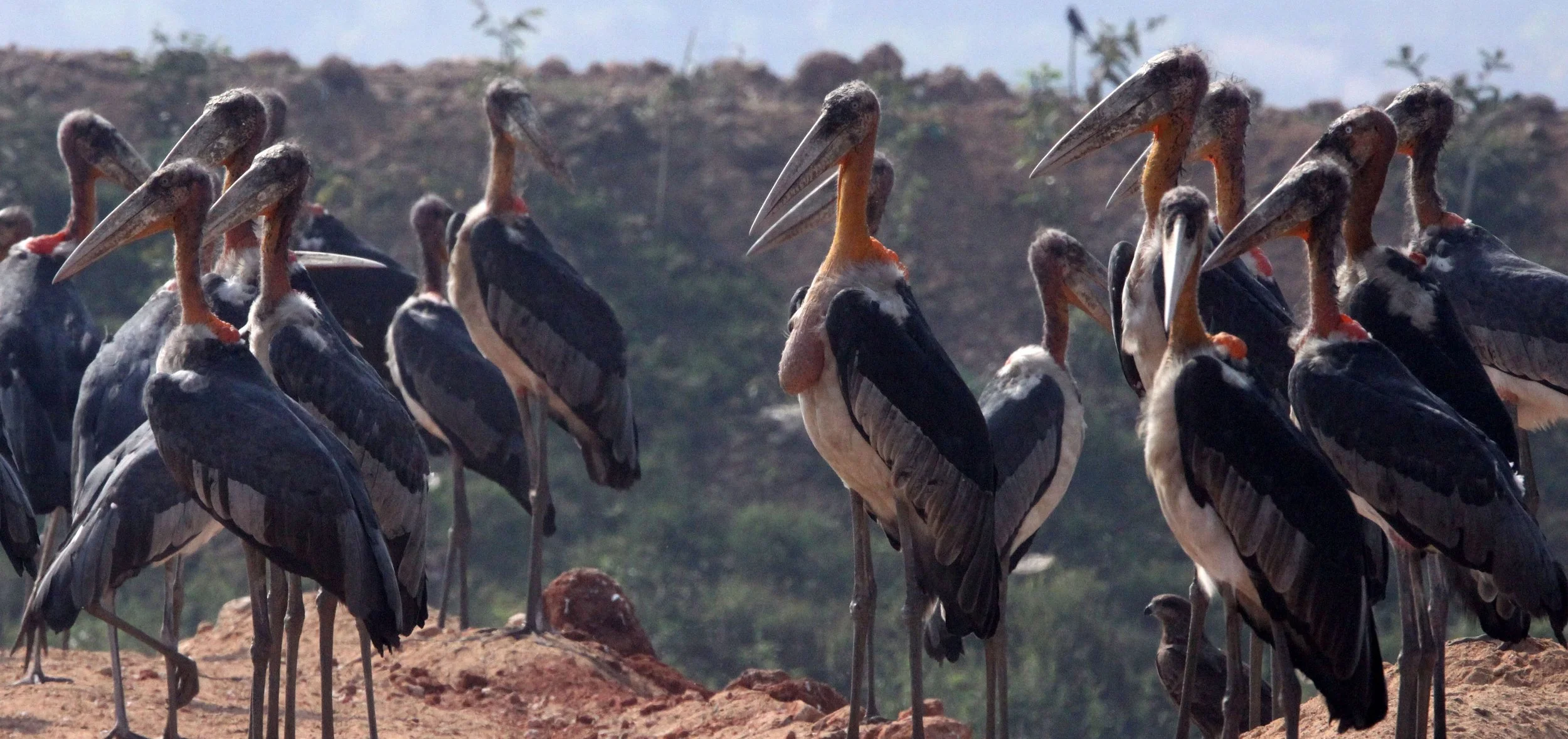 STORK - GREATER ADJUTANT STORK - Leptoptilos dubius - GUWAHATI DUMP ASSAM INDIA (9).JPG