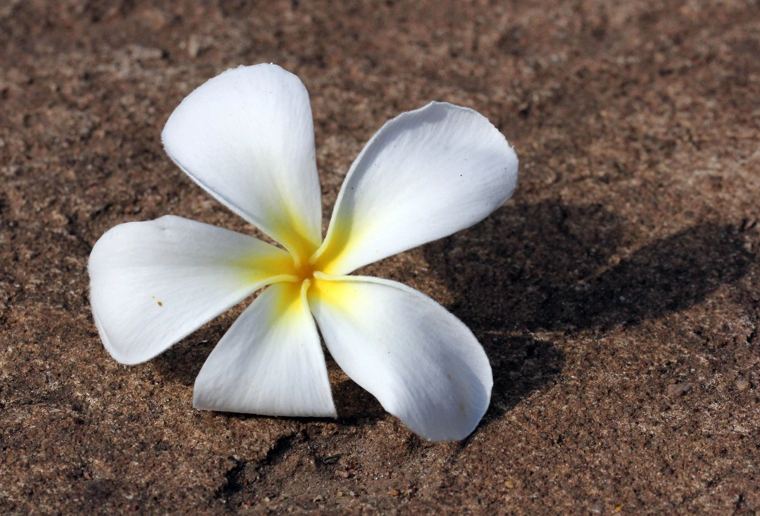 SIRIGIYA FOREST AND FORTRESS AREA SRI LANKA - PHOTO BY SOM SMITH (79).JPG