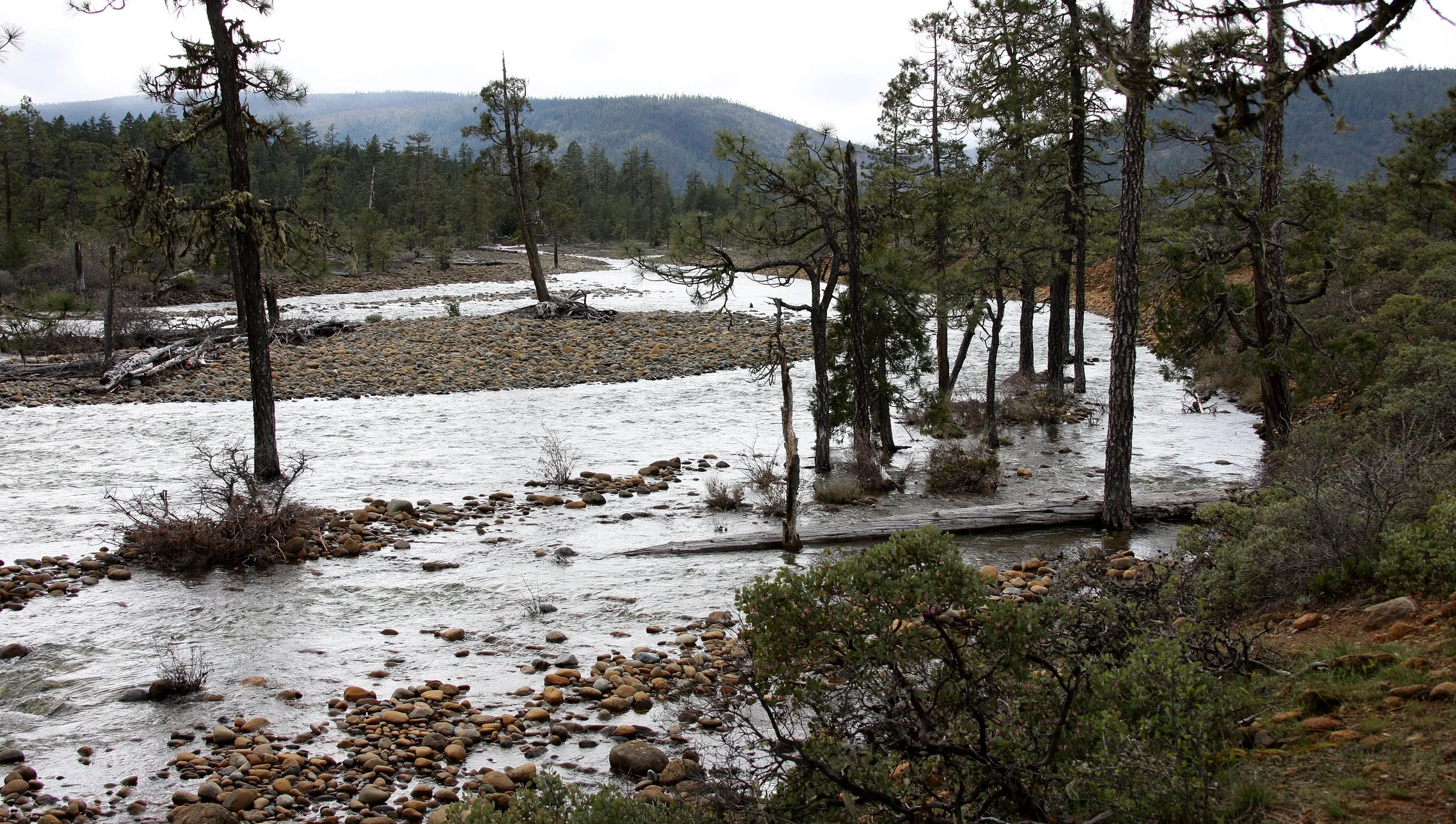 2010-3-26 HANGING IN OREGON - ROUGH & READY CREEK BOTANICAL WAYSIDE OREGON - SPRING BREAK TRIP TO CALIFORNIA (7).JPG