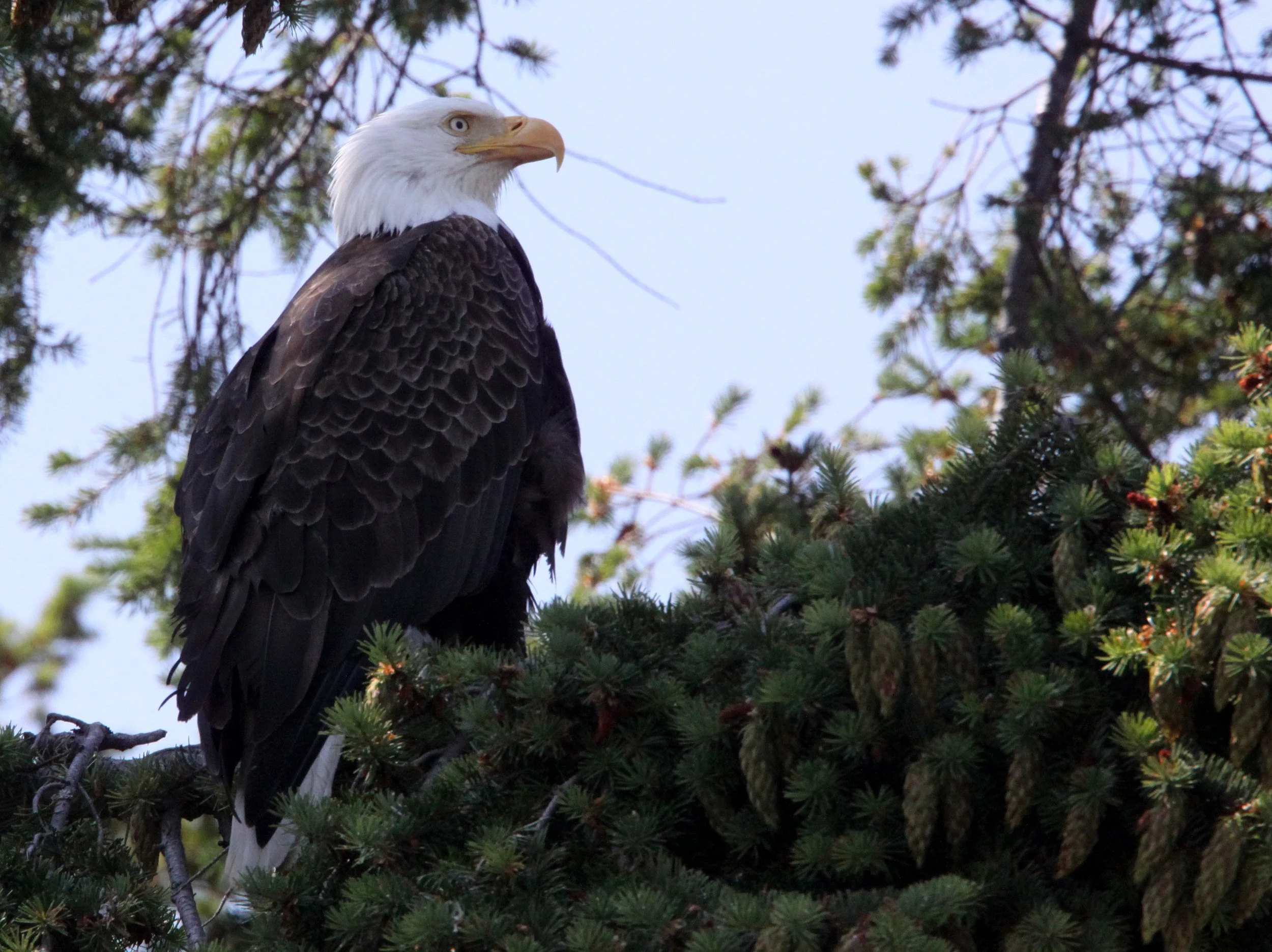 Haliaeetus leucocephalus - AMERICAN BALD EAGLE - MARINE DRIVE SEQUIM WA (33).JPG