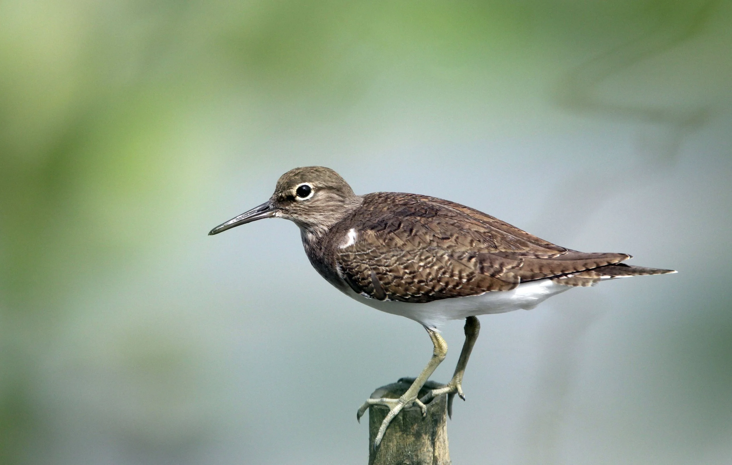 BIRD - SANDPIPER - COMMON SANDPIPER - KOK KHAM MACHACHAI - SALT PONDS - NEAR BANGKOK THAILAND (27).JPG