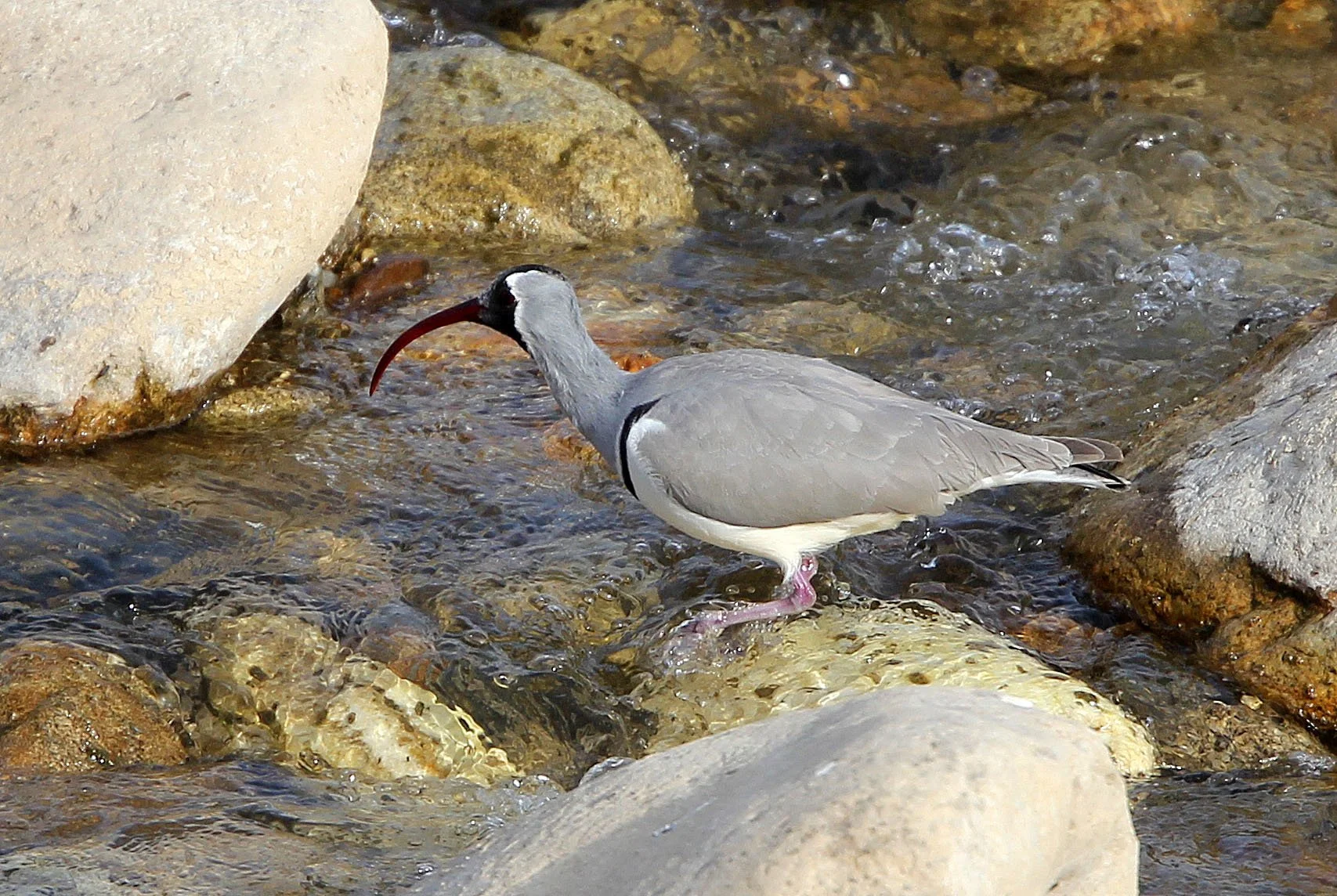 BIRD - IBISBILL - FOPING CITY, SHAANXI CHINA (35).JPG