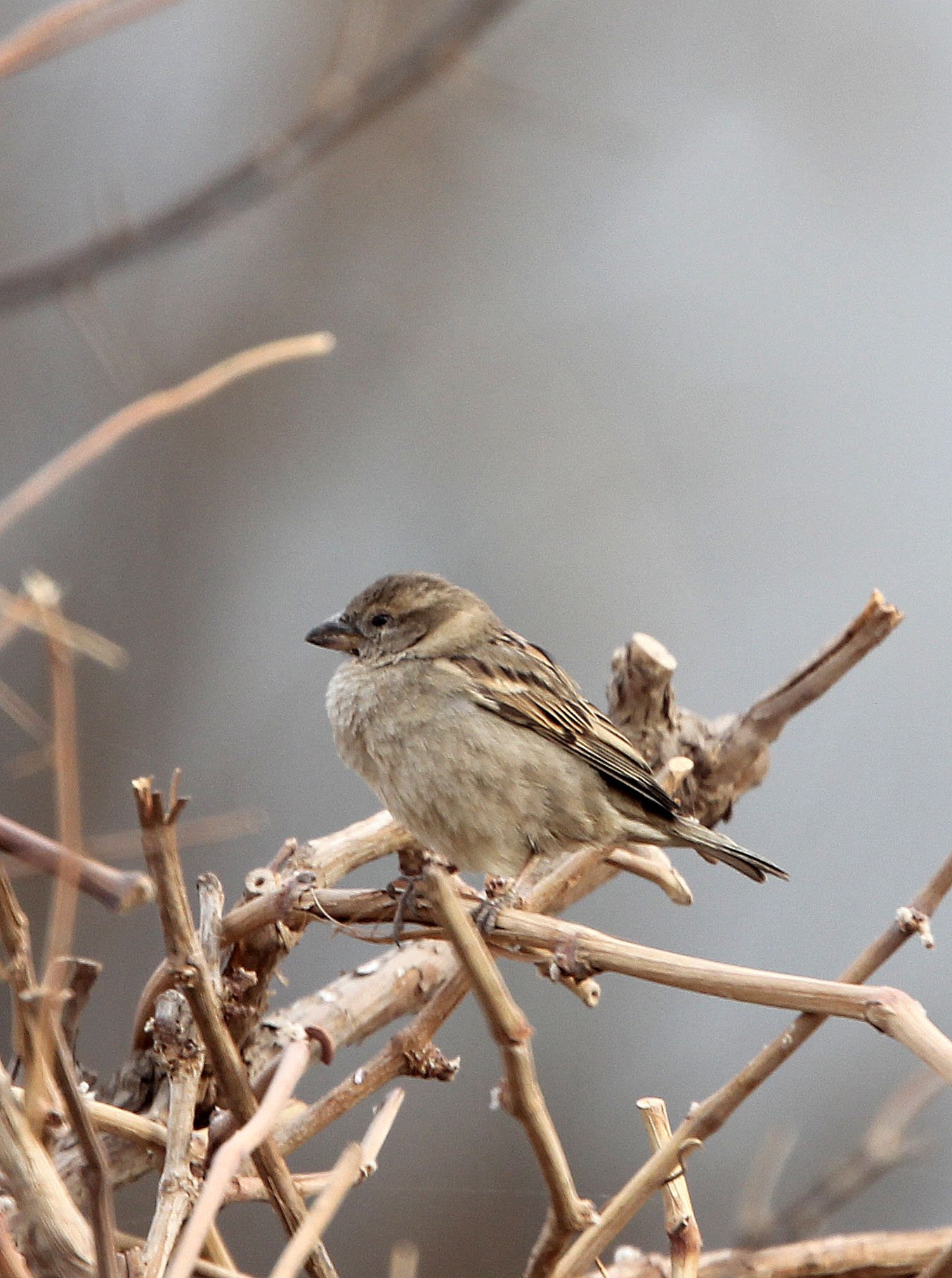 Saxaul Sparrow (Passer ammodendri) Turpan Town Xinjiang China (3).JPG
