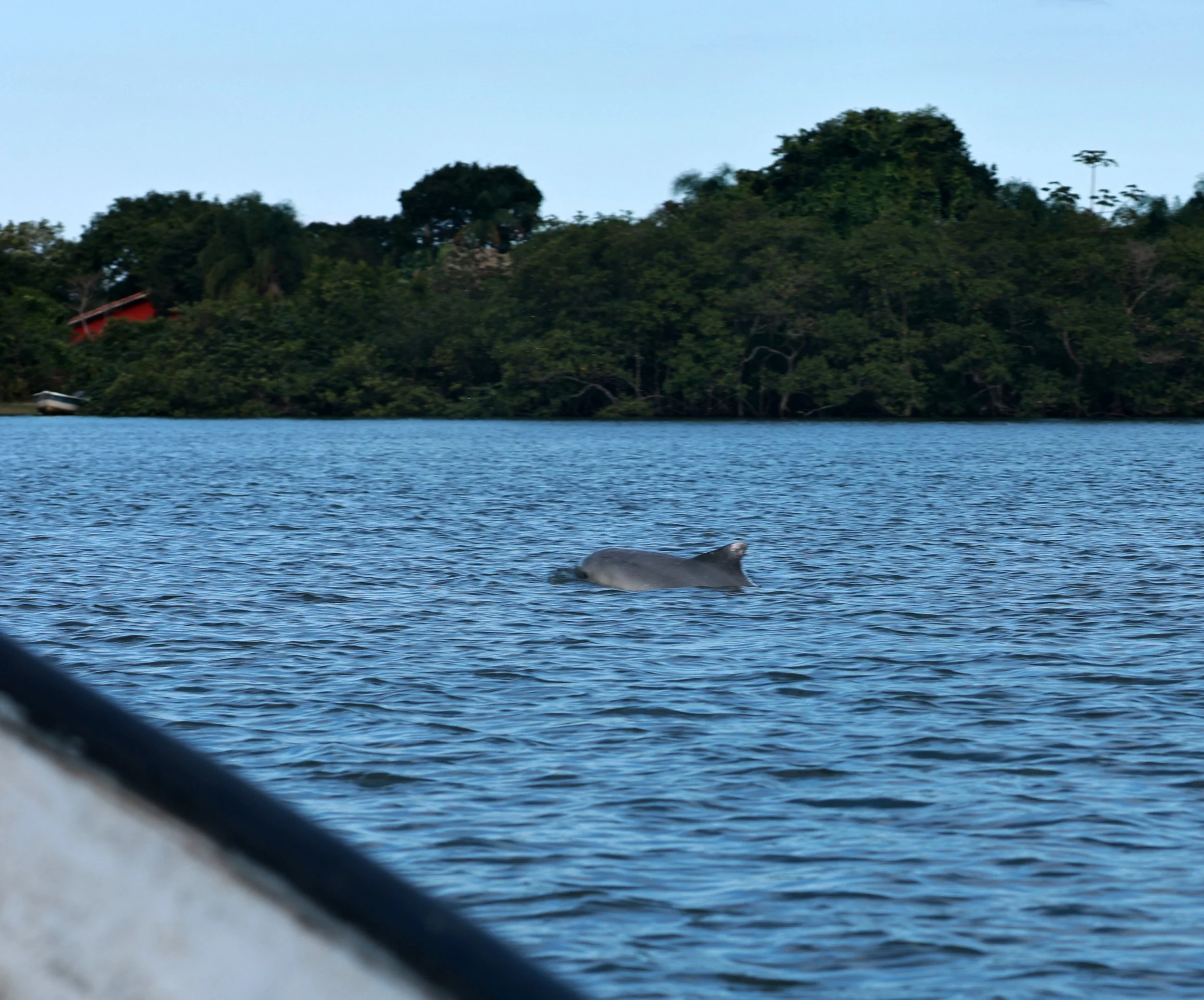 Guiana Dolphin (Sotalia guianensis) Superagüi National Park, Brazil (39).jpg