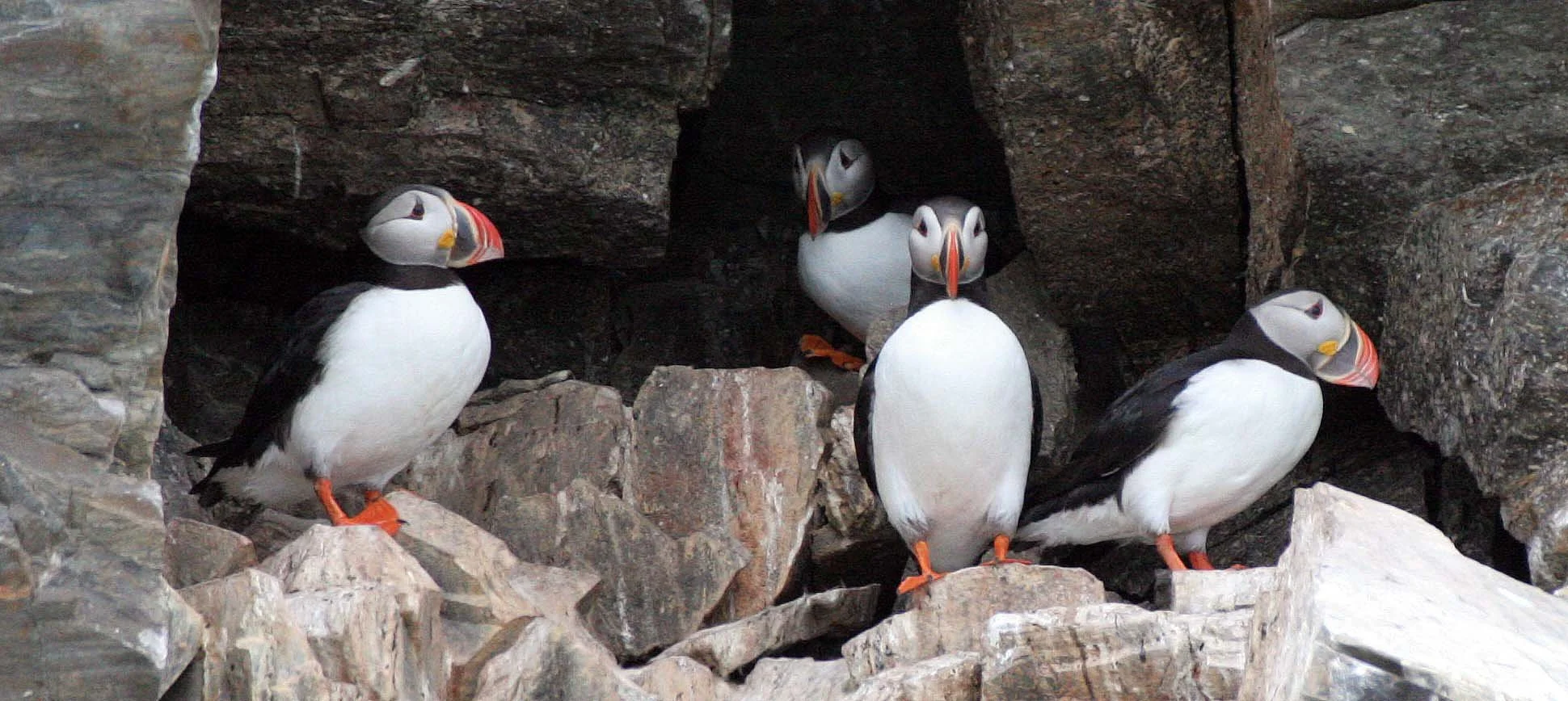 Fratercula arctica - ATLANTIC PUFFIN - SVALBARD (62).jpg