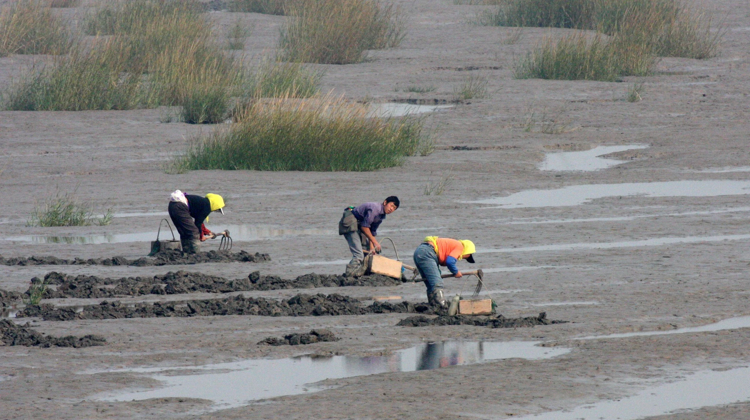 RUDONG CHINA -  BIRDING TRIP - 15-17 OCTOBER 2010 (56).JPG