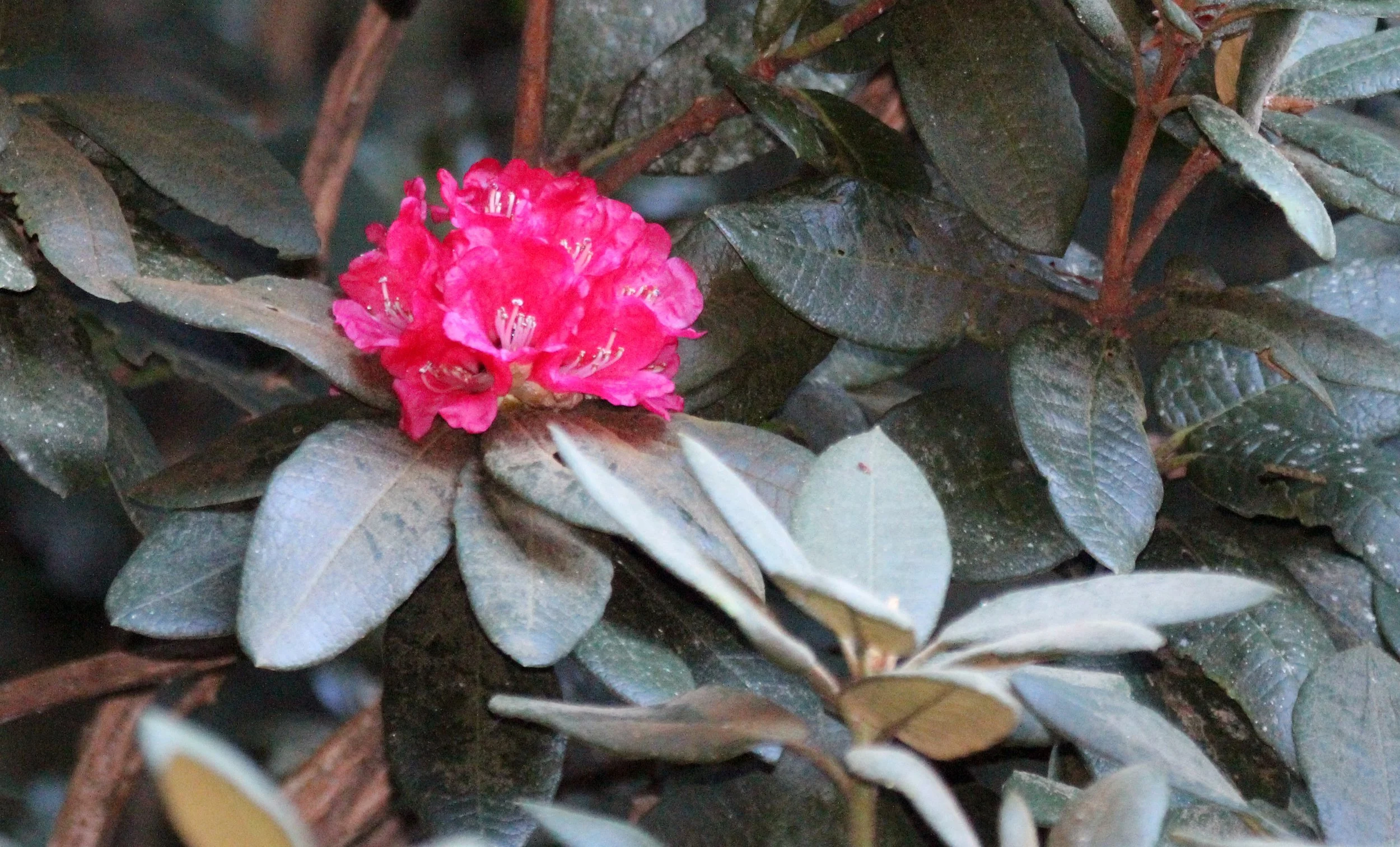 PAMPADUM SHOLA NATIONAL PARK, KERALA INDIA (5).JPG