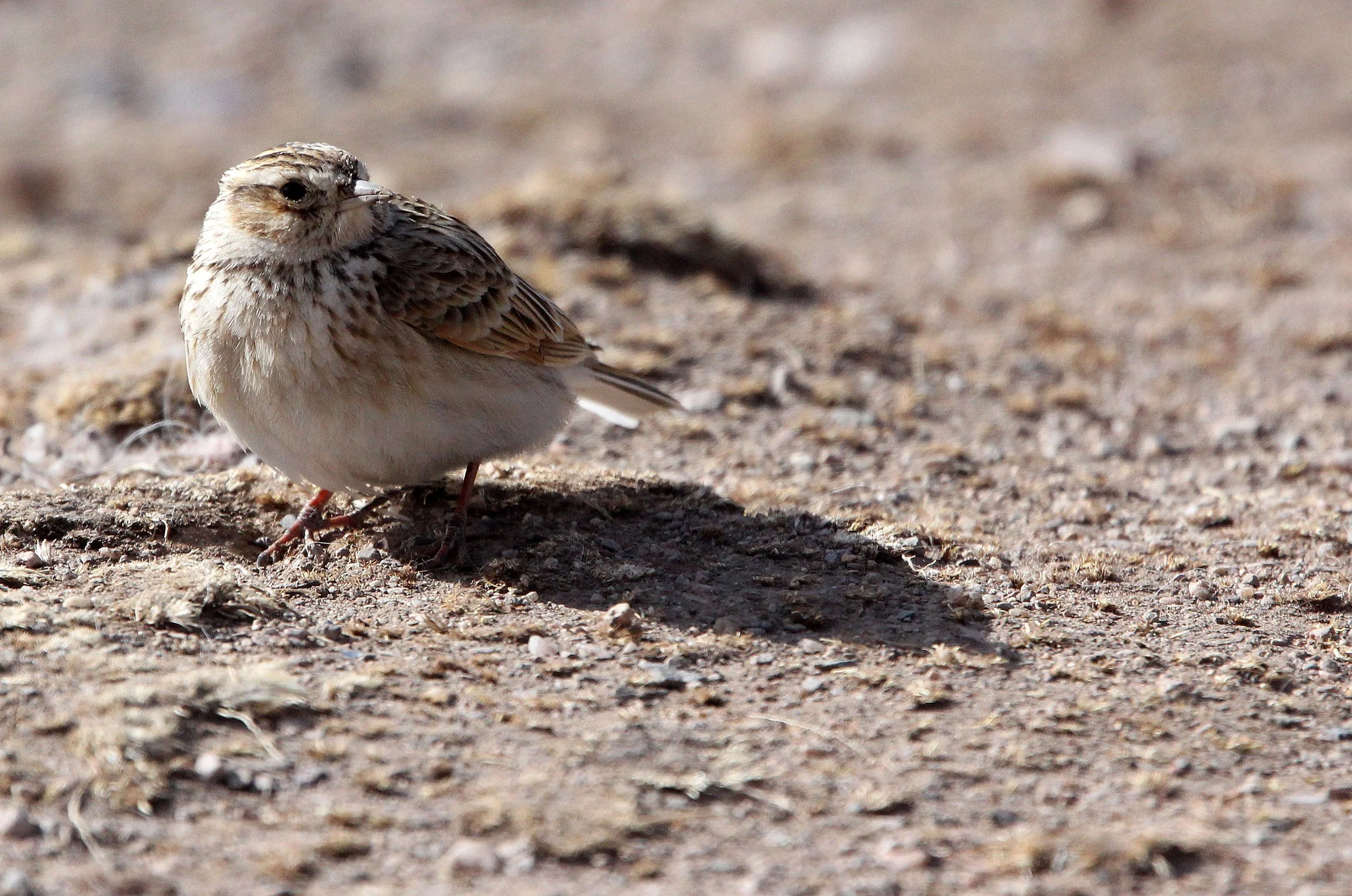 Blyth's Pipit (Anthus godlewski) Qinghai Lake, China (7).JPG