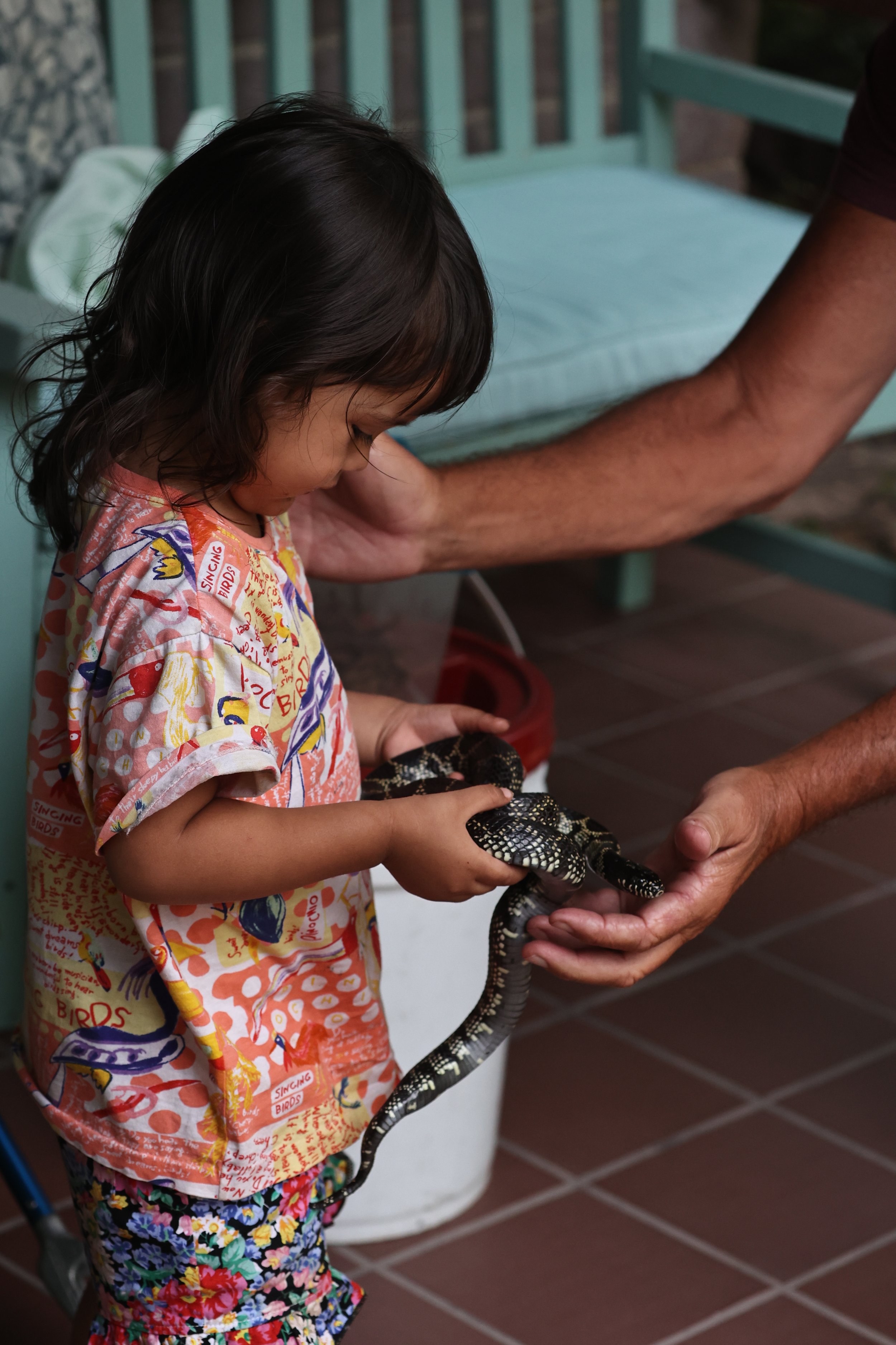 Lampropeltis splendida - DESERT KING SNAKE - CAVE CREEK ARIZONA AUGUST 2022 (13).JPG