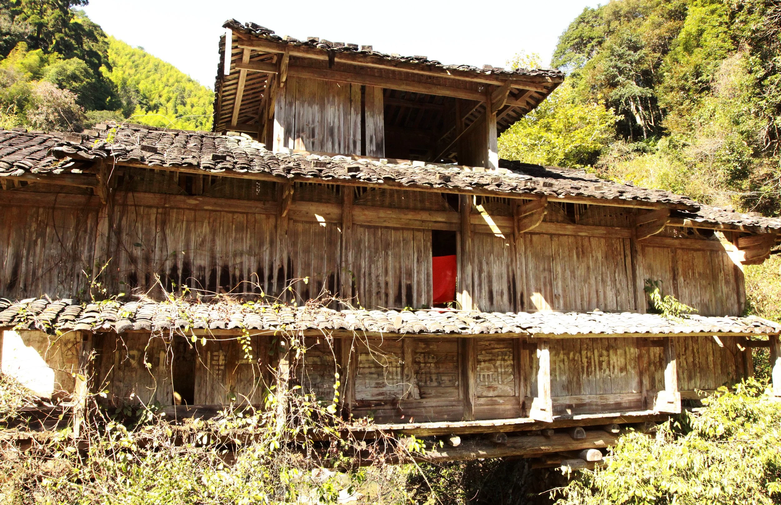 CHINESE YEW RESERVE - FUJIAN CHINA (47).JPG