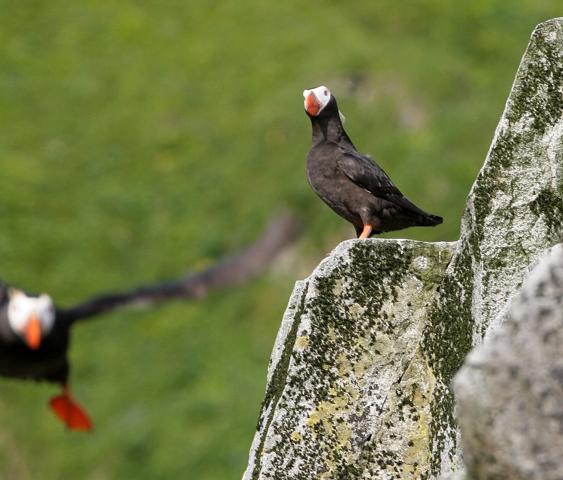 Fratercula cirrhata - TUFTED PUFFIN - COMMANDER ISLANDS (11).jpg