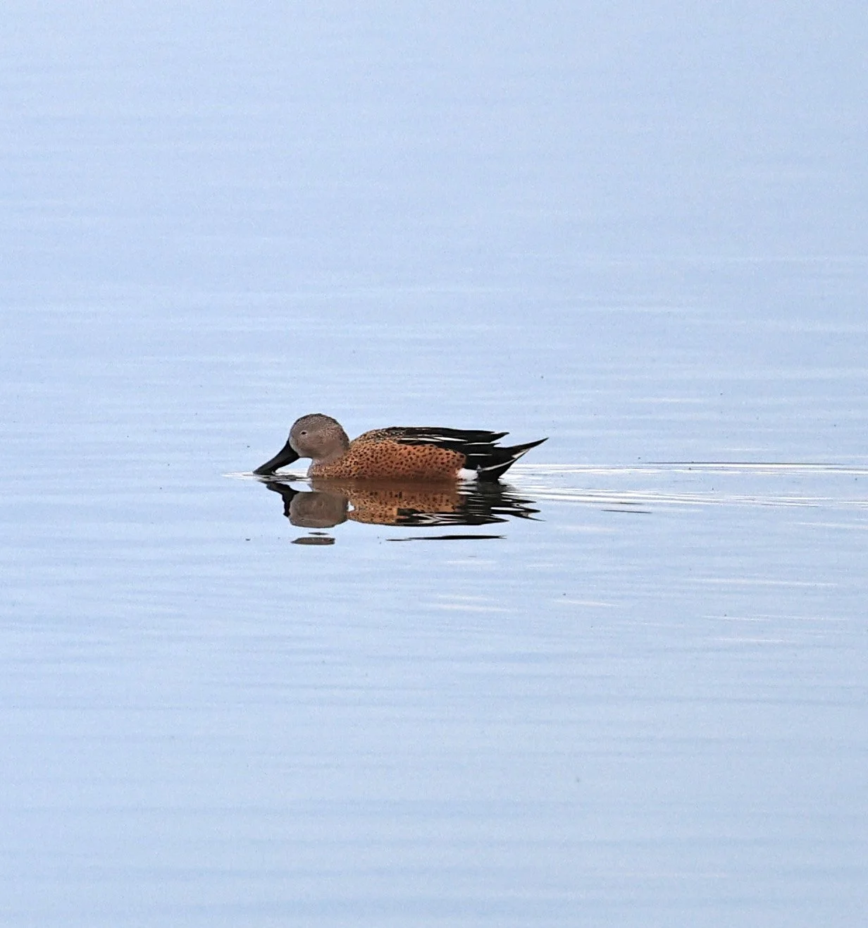 Red Shoveler (Spatula platalea) Lagunas del Ornitólogo, Trelew Argentina (12).jpg