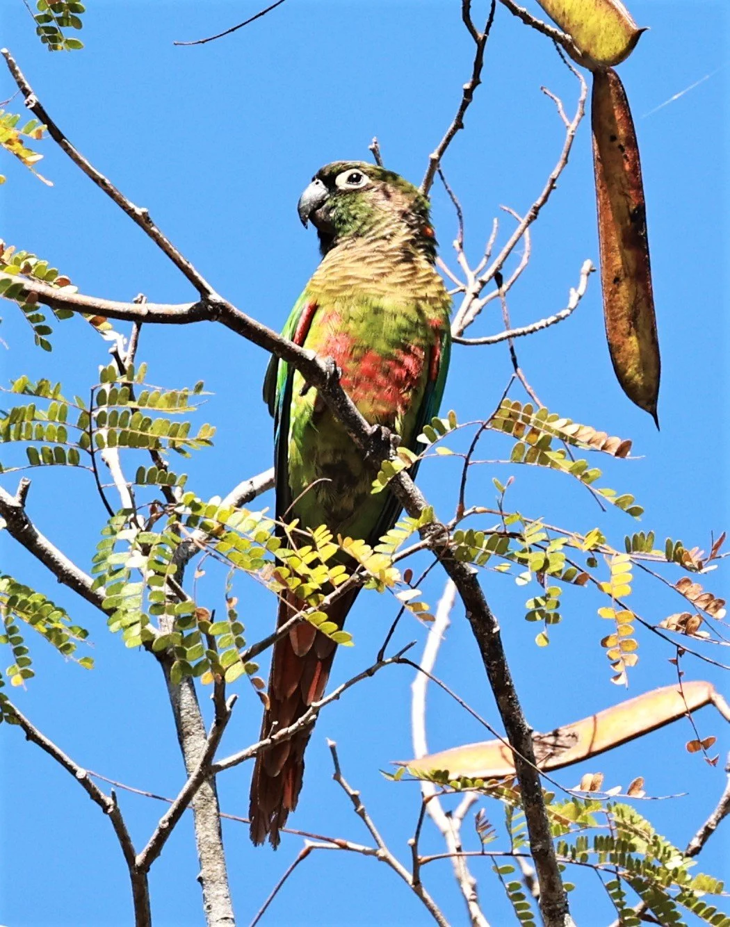 Parrot - Scaly-headed Parrot - Pionus maximiliani - Pousada Aguape - Fazenda São José Zona Rural, Aquidauana, Mato Grosso do Sul, Brazil (27).JPG