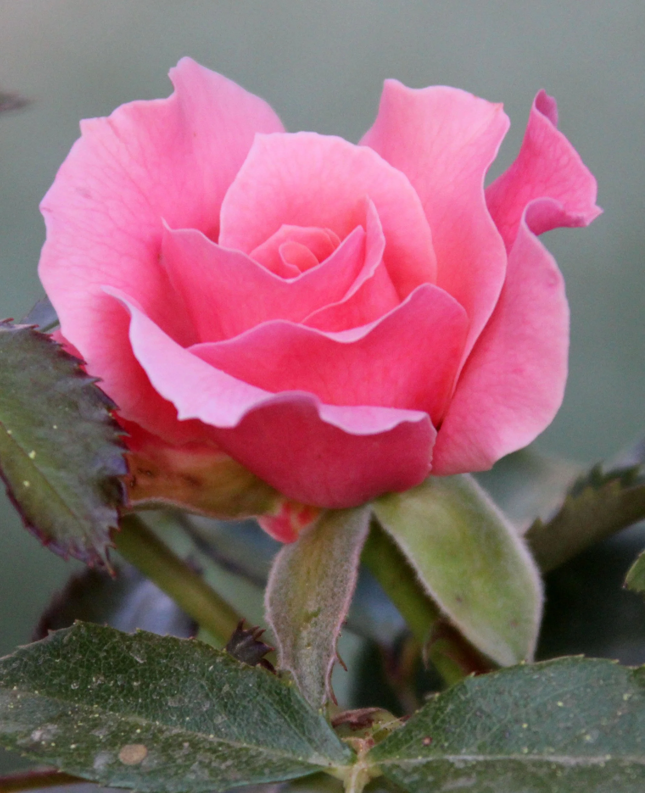 GRANADA SPAIN (66).JPG