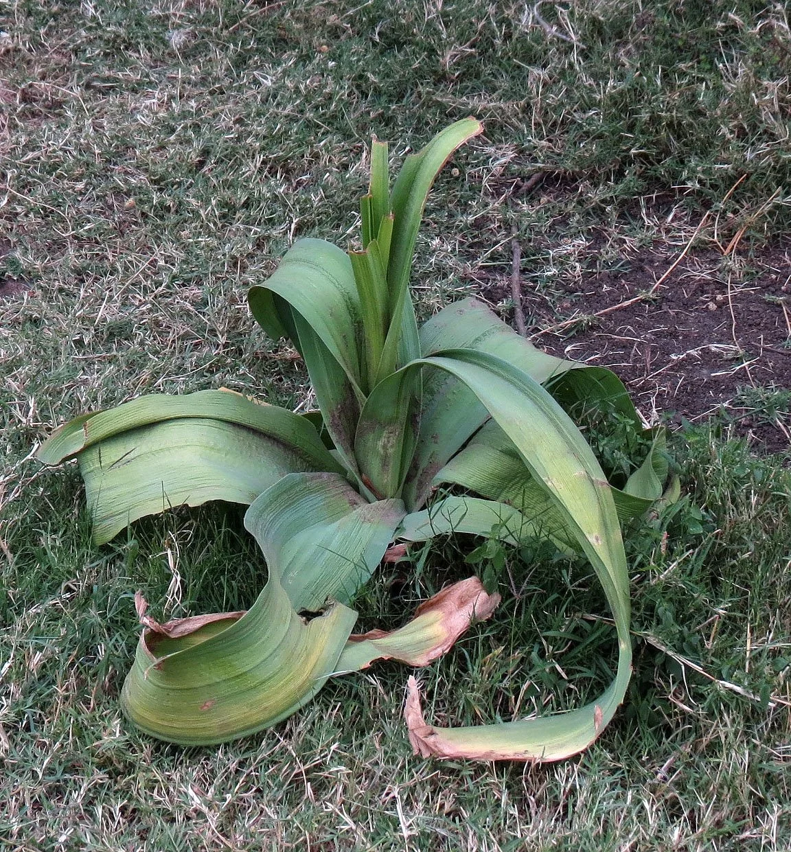 MASAI MARA NATIONAL PARK KENYA (173).JPG