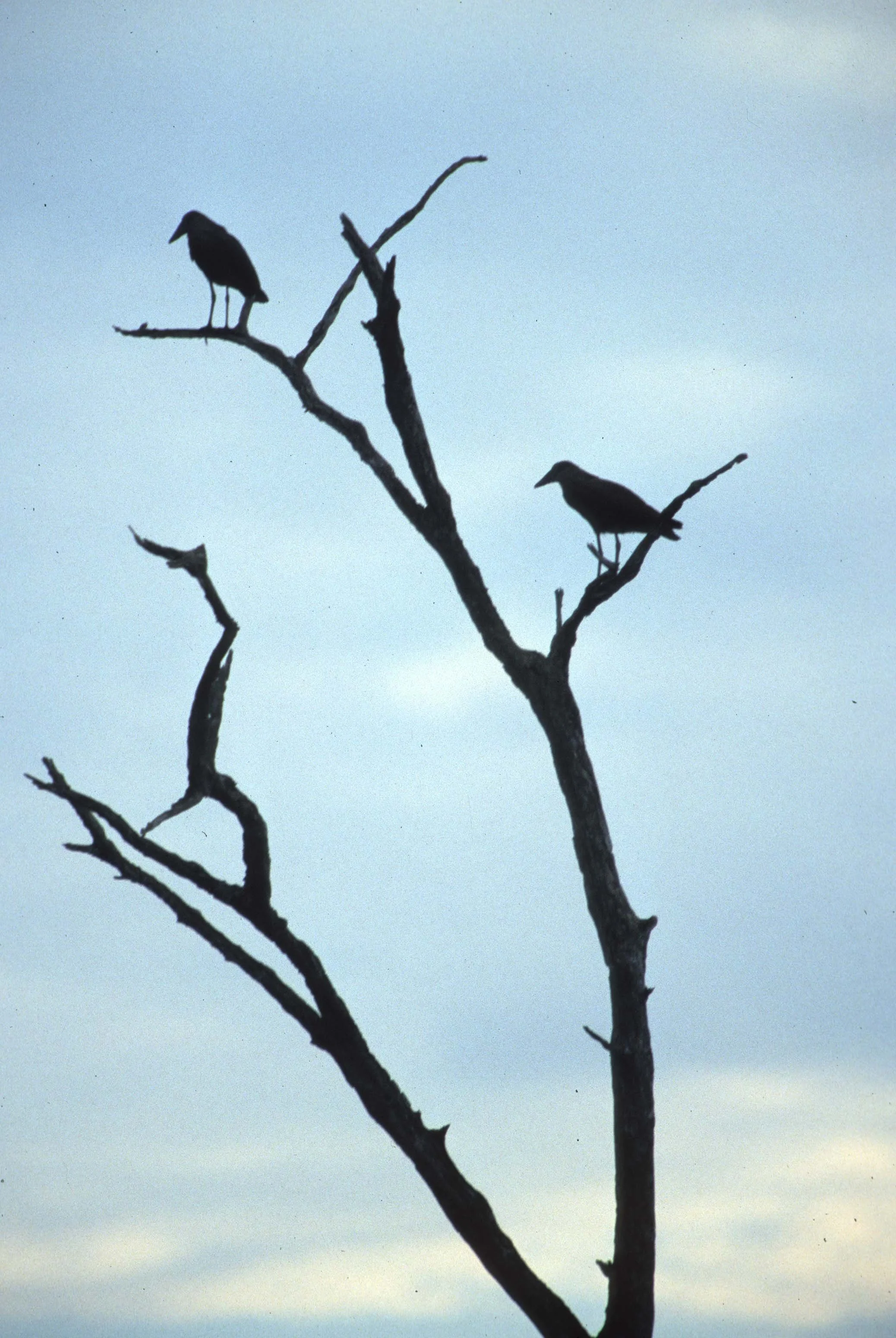 BIRDS - HAMMERKOP - UGANDA.jpg