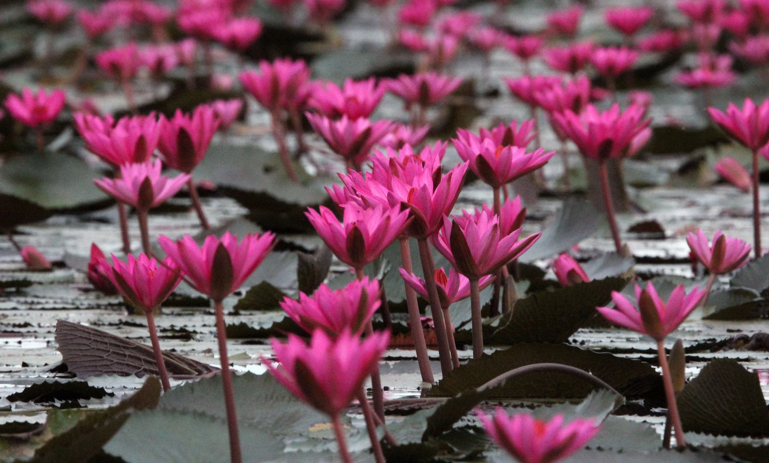 2018 Red Lotus Sea Wetlands Udon Thani Road Trip (77).JPG
