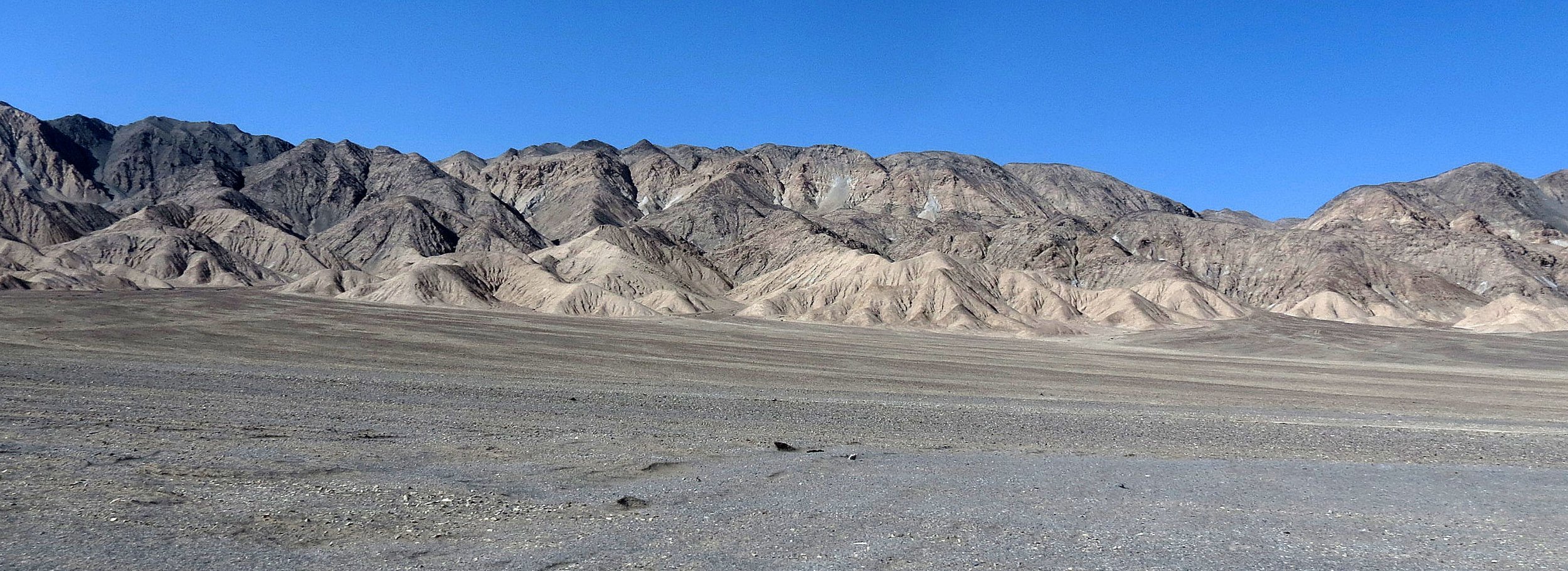 LOP NUR WILD BACTRIAN CAMEL RESERVE - XINJIANG CHINA (71).JPG