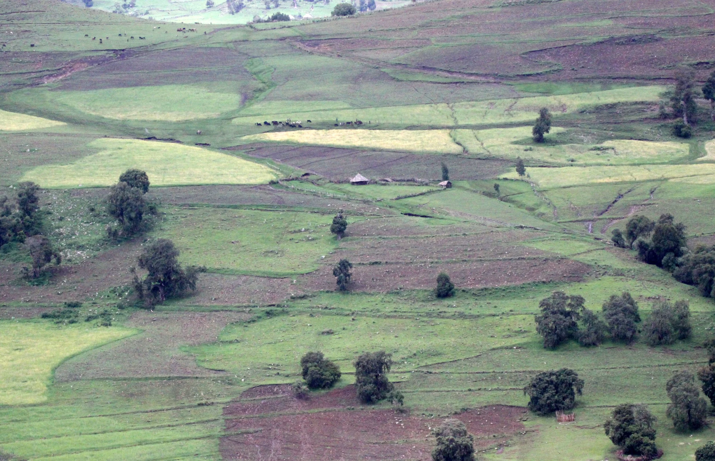 BALE MOUNTAINS NATIONAL PARK ETHIOPIA (10).JPG