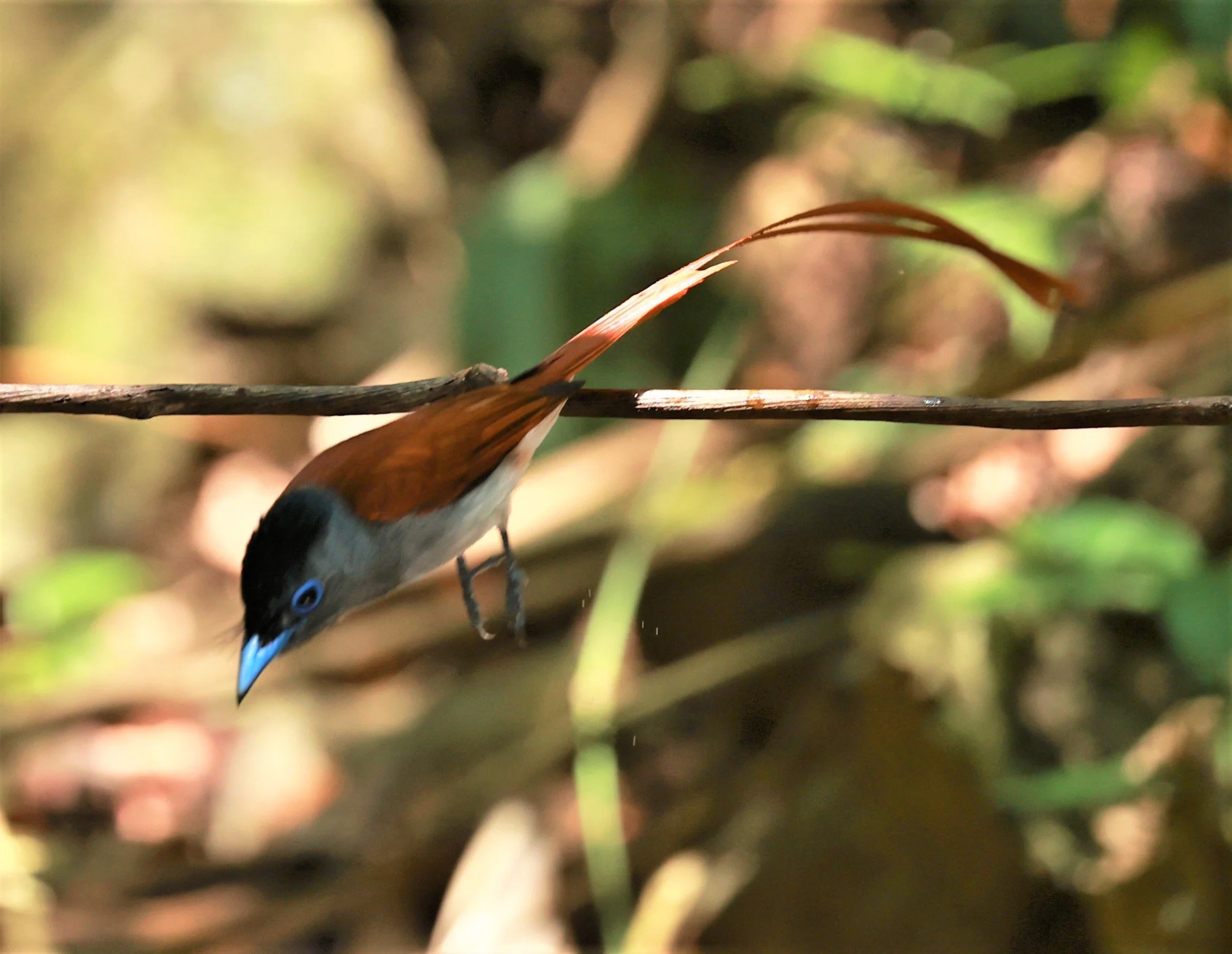 PARADISE-FLYCATCHER - BLYTH'S PARADISE-FLYCATCHER - Terpsiphone affinis - KRUNG CHING, KHAO LUANG NATIONAL PARK, THAILAND APRIL 2023 (3).jpg