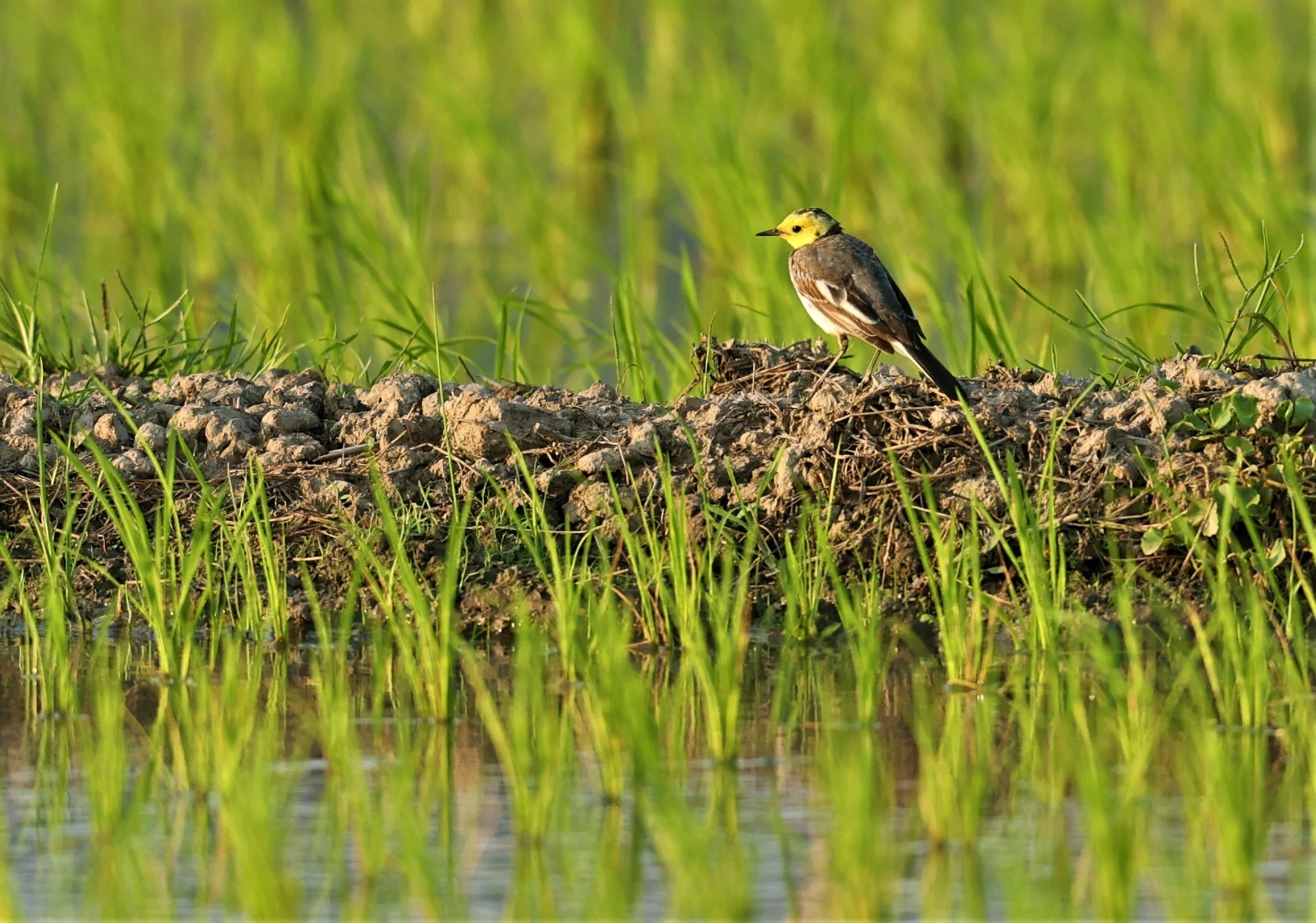 CITRINE WAGTAIL - Motacilla citreola - TATHORN RICEFIELDS CHIANG MAI FEB 2022 (79).jpg