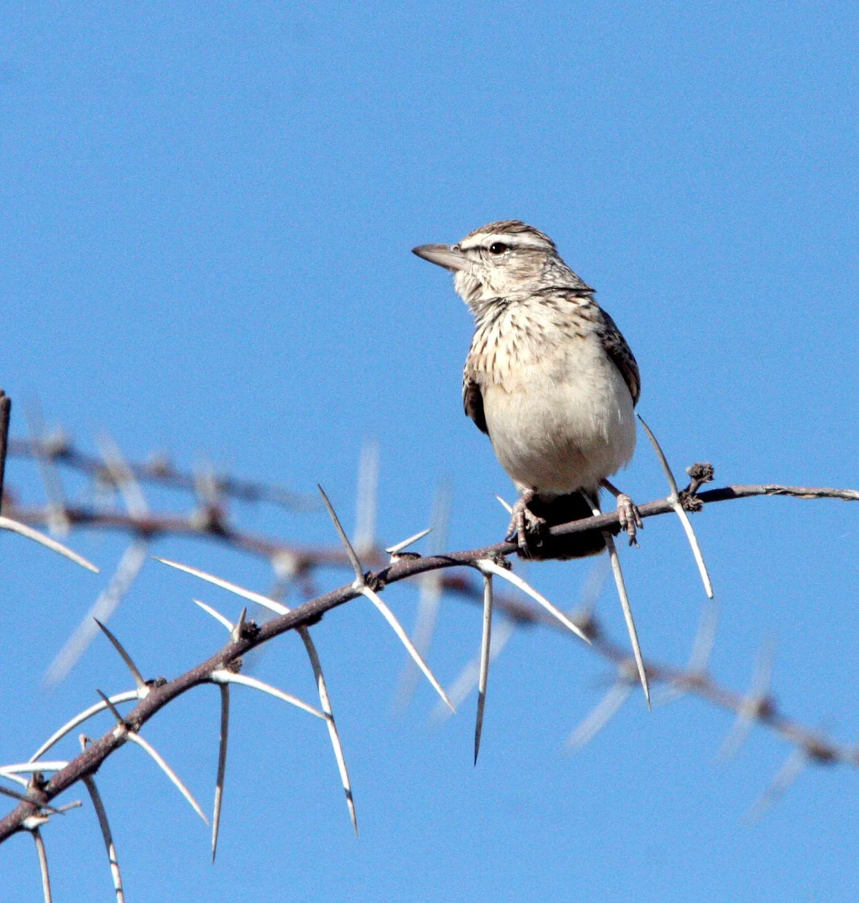 Sabota Lark (Calendulauda sabota) Etosha NP Namibia (2).JPG