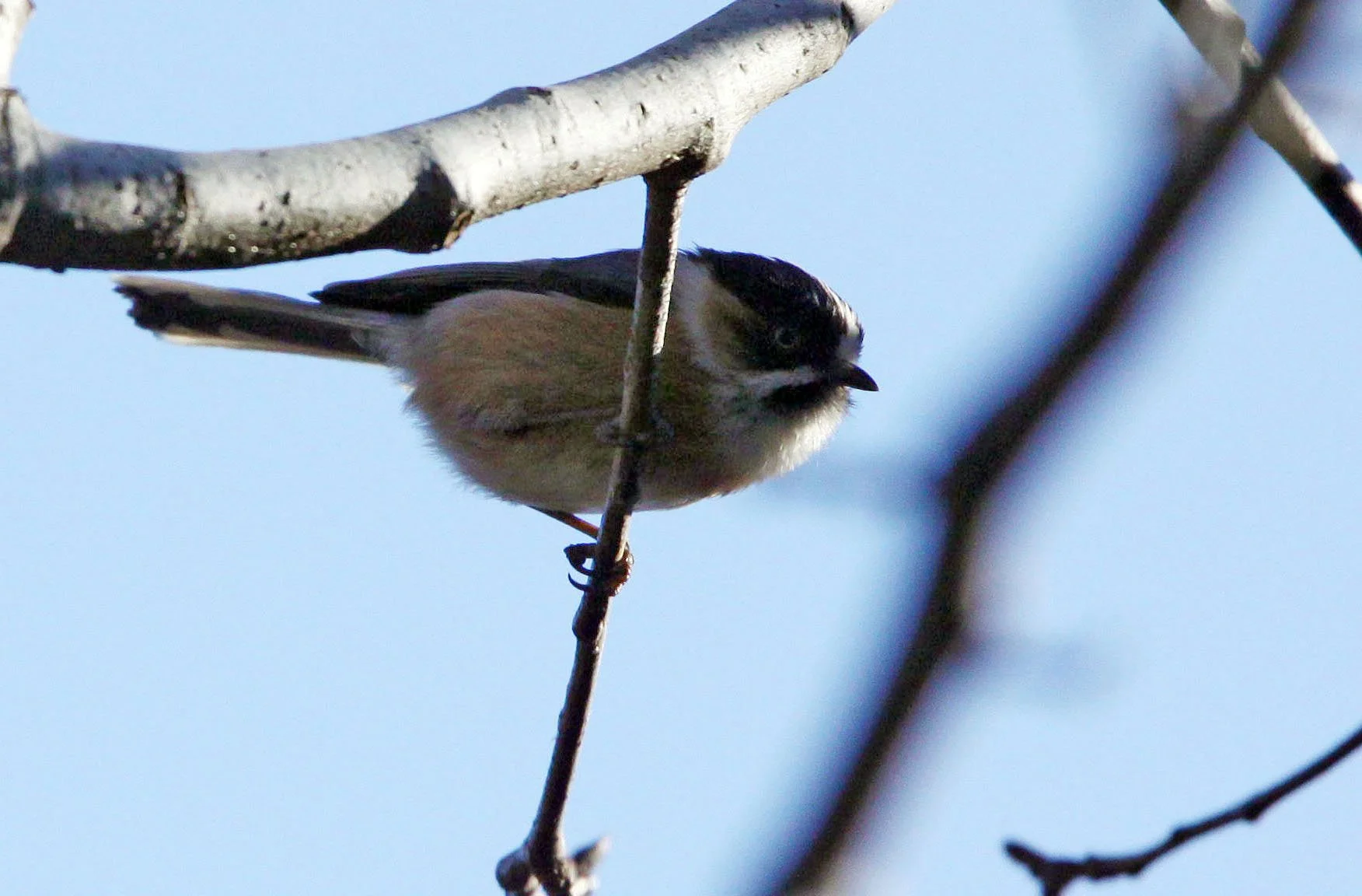 Black-browed Bushtit (Aegithalos bonvaloti) Lijiang Hightlands, Yunnan China (3).JPG