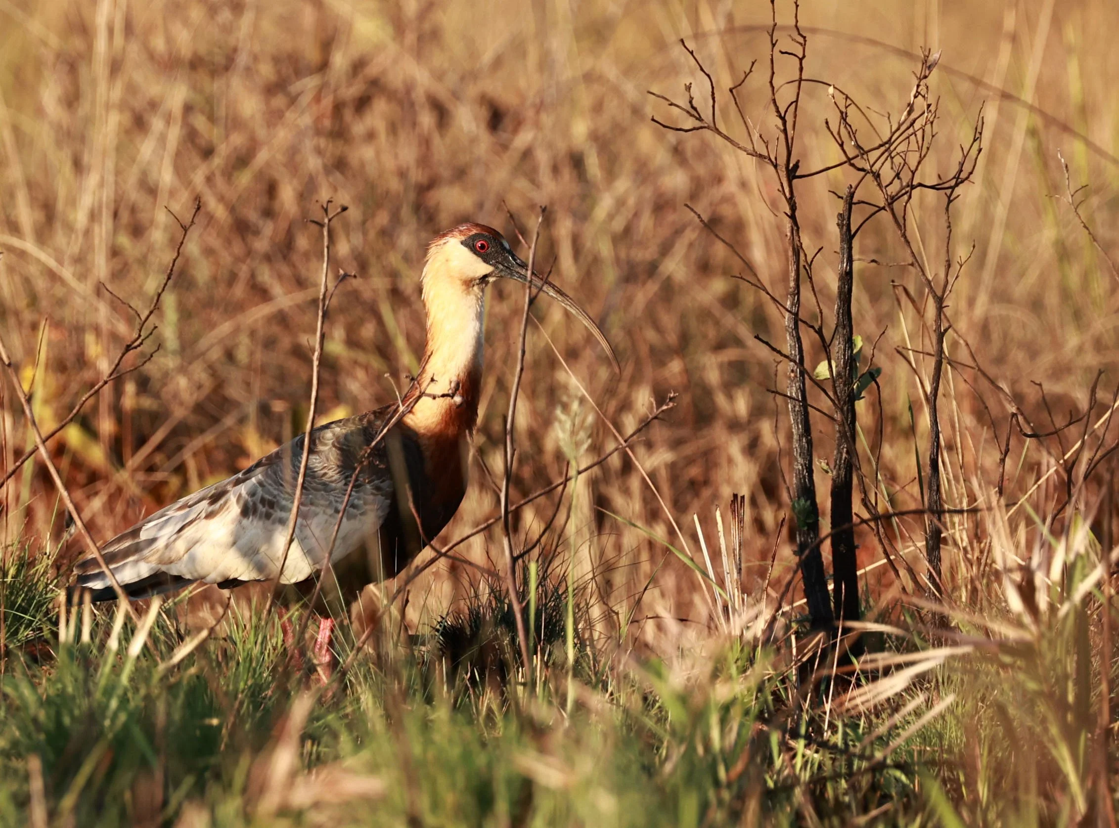 Ibis - Buff-necked Ibis - Theristicus caudatus - Emas National Park, Goias Brazil (1).jpg