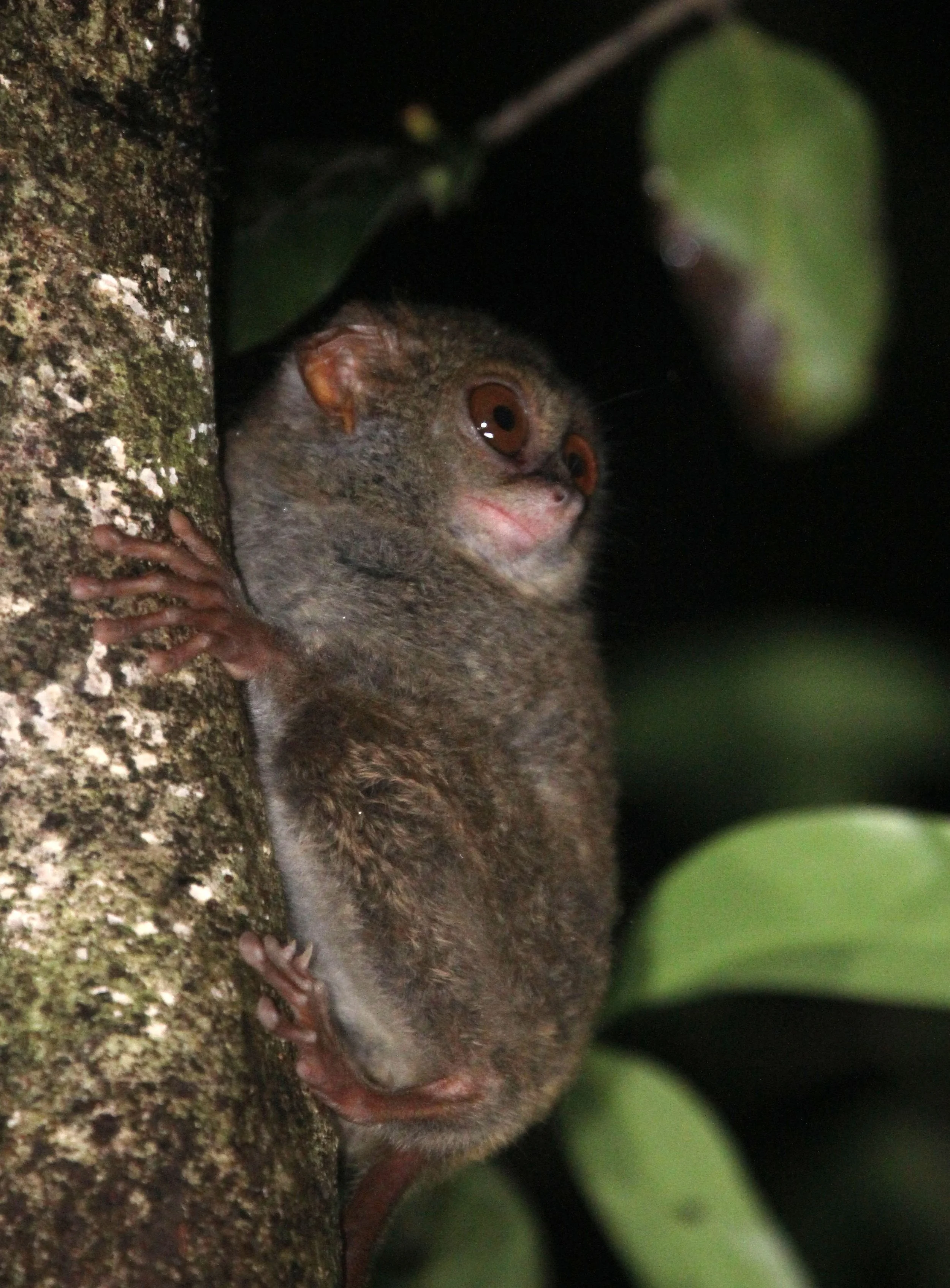 TARSIIDAE - Tarsius tarsier - SELAYAR (SPECTRAL) TARSIER - TANGKOKO NATIONAL PARK SULAWESI INDONESIA (51).JPG