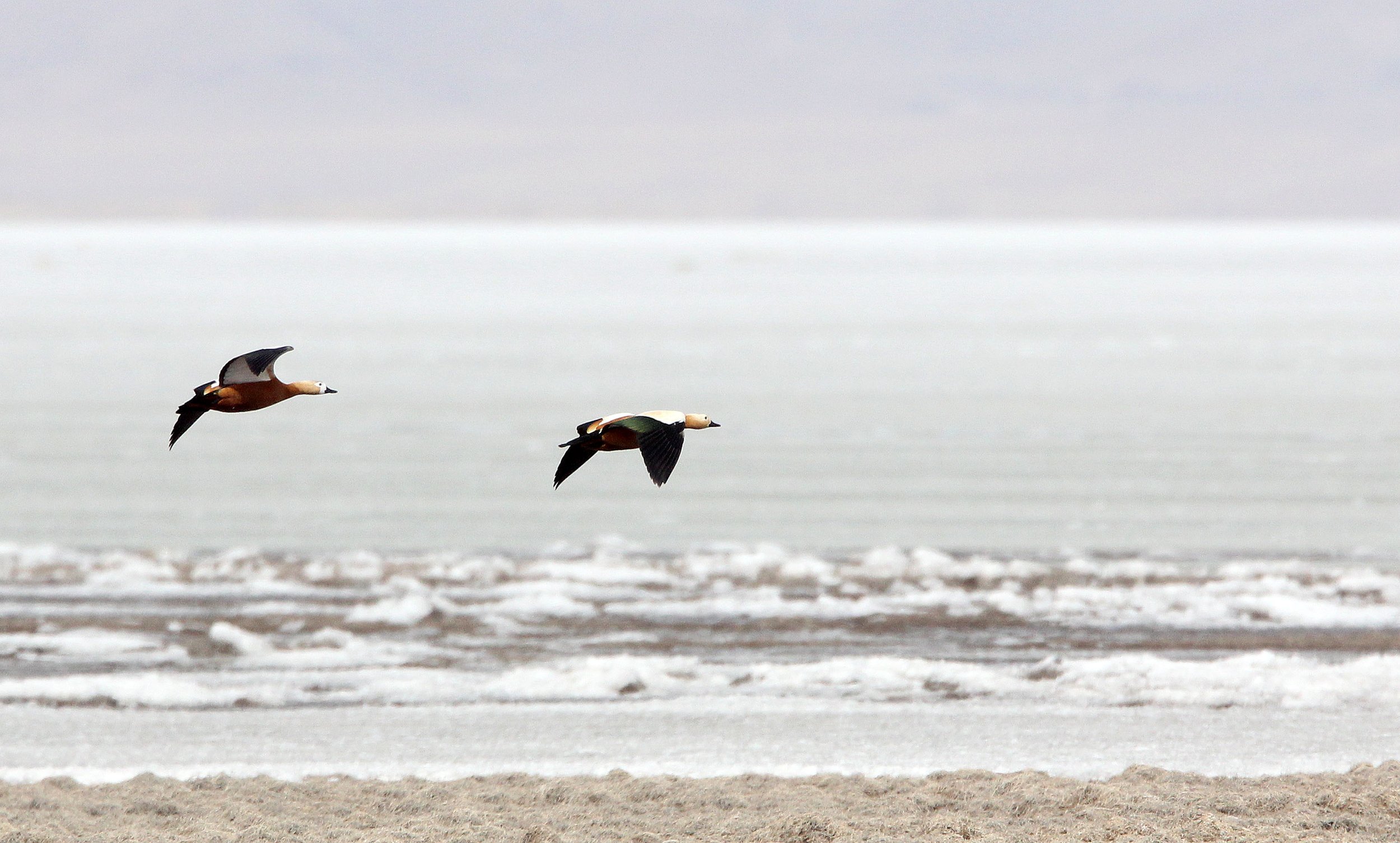 SHELDUCK - RUDDY SHELDUCK  - Tadorna ferruginea - QINGHAI LAKE CHINA (13).JPG