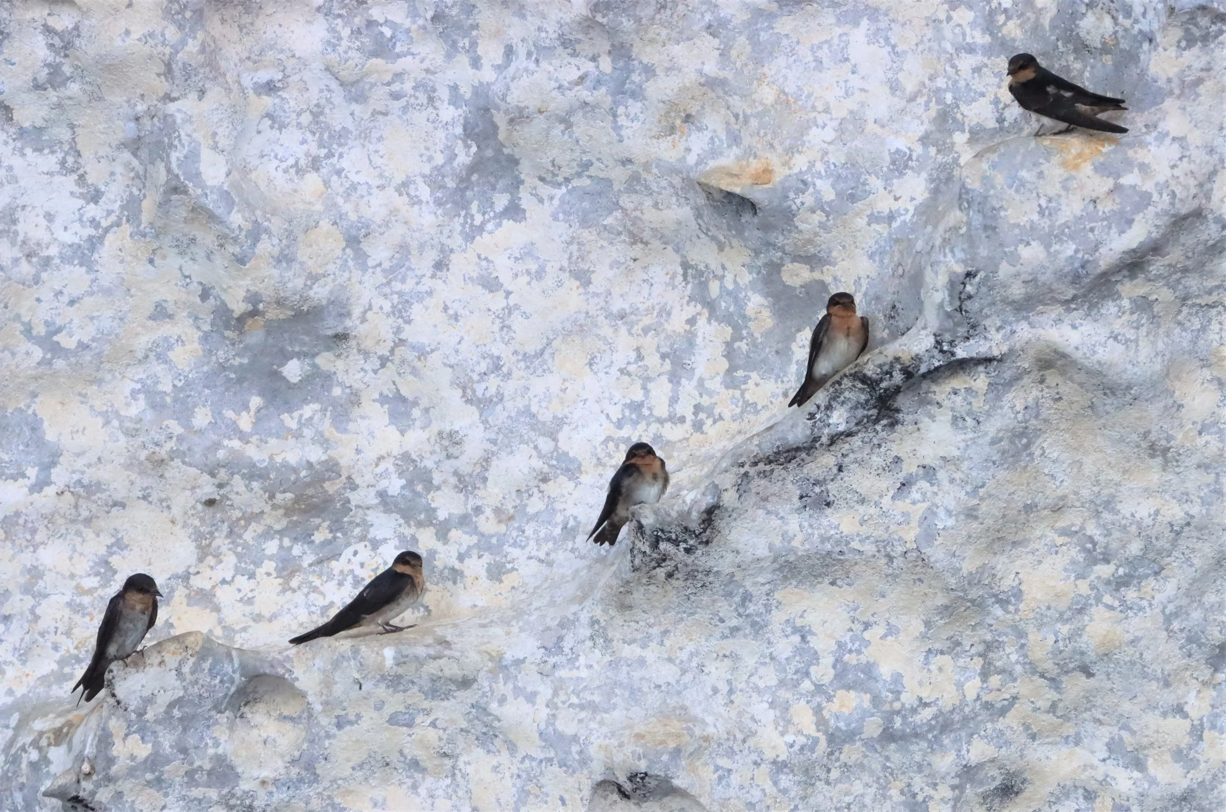 Barn Swallow (Hirundo rustica) Ao Phang Nga NP Thailand (18).jpg
