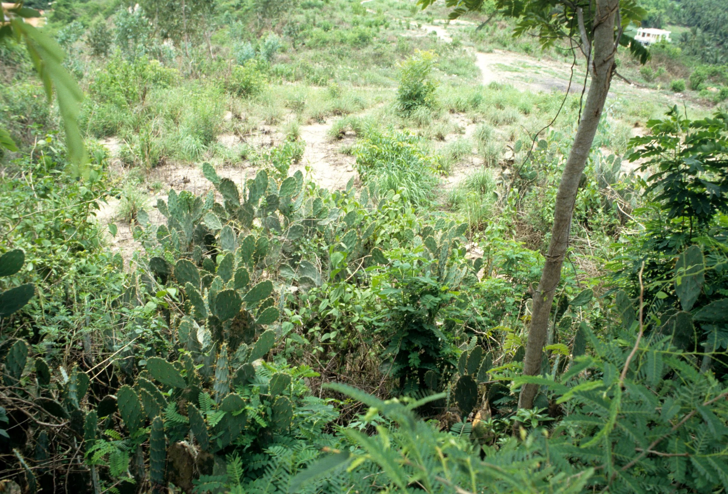VIET NAM - CACTUS SPECIES.jpg