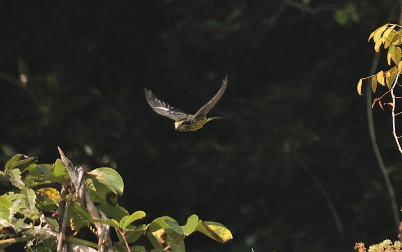 Spot-winged Grosbeak (Mycerobas melanozanthos) Fang Hotsprings Chiang Mai Thailand (41).jpg