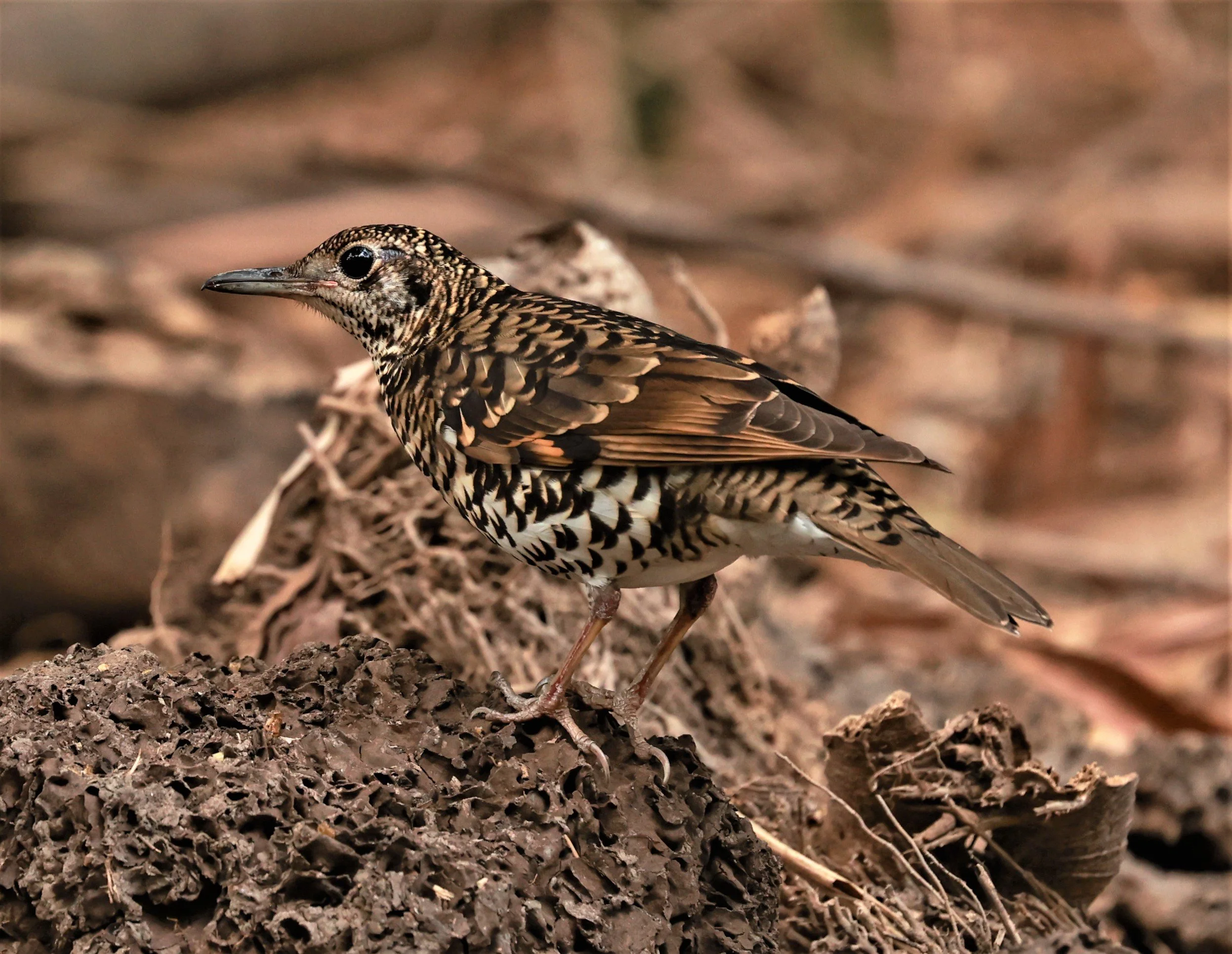 White's Thrush (Zoothera aurea) Putthamonthon Park Nakhon Pathom Thailand (24).jpg