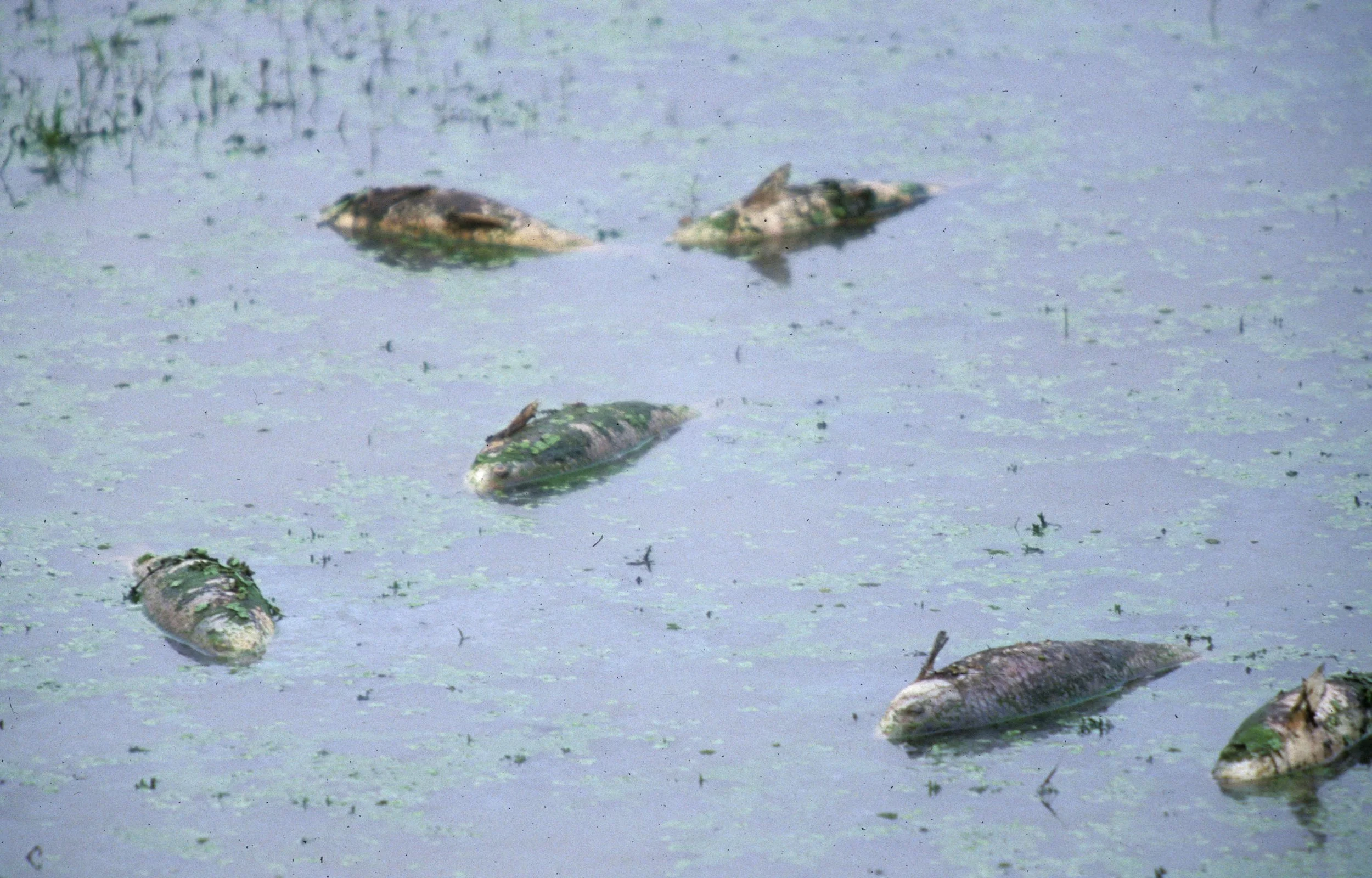 INDIA - KALEODEO NP - DYING FISH DUE TO ANOXIA.jpg