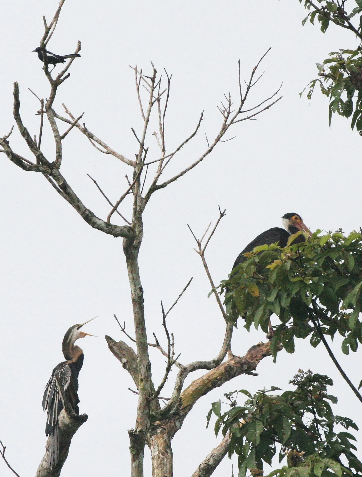 STORK - STORM'S STORK - Ciconia stormi - WITH DARTER  - KINABATANGAN RIVER BORNEO  (6).JPG