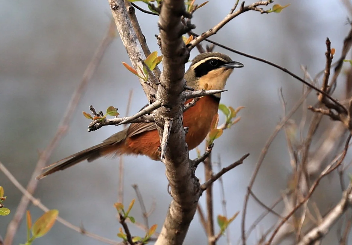 Family Melanopareiidae - Crescentchests