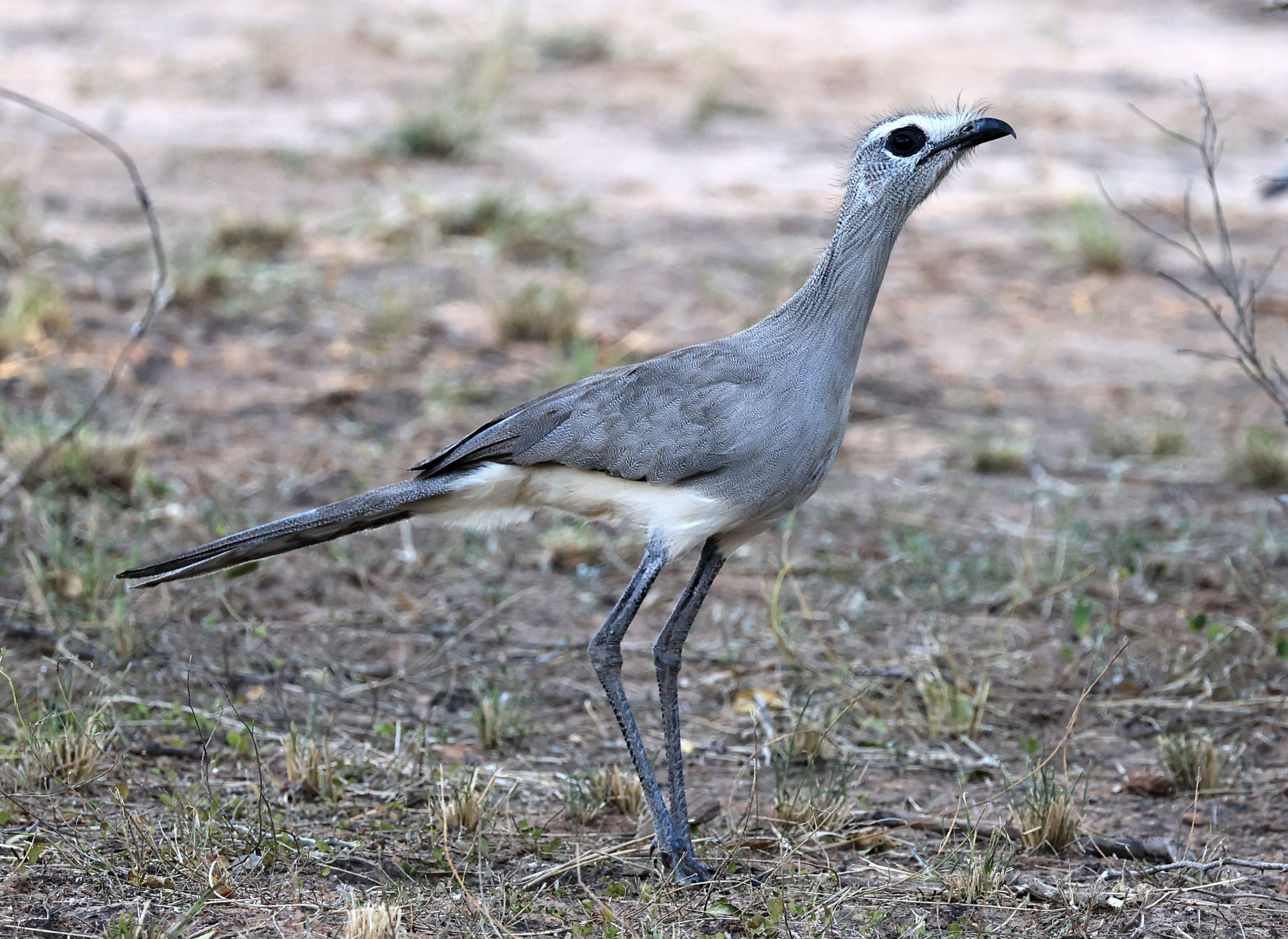 Black-legged Seriema (Chunga burmeisteri) Parque Nacional Teniente Agripino Enciso (40).jpg