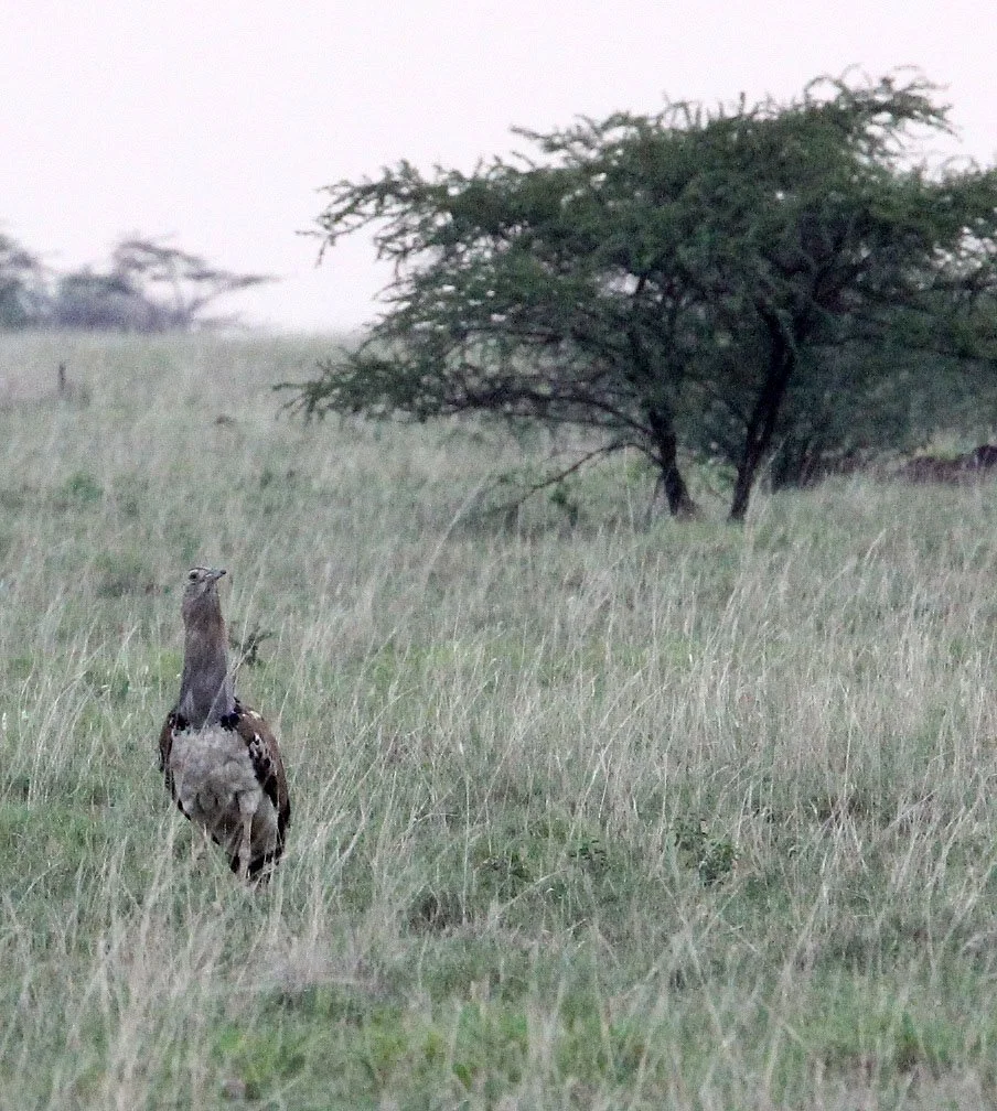 Kori bustard (Ardeotis kori) Awash NP, Ethiopia (1).JPG