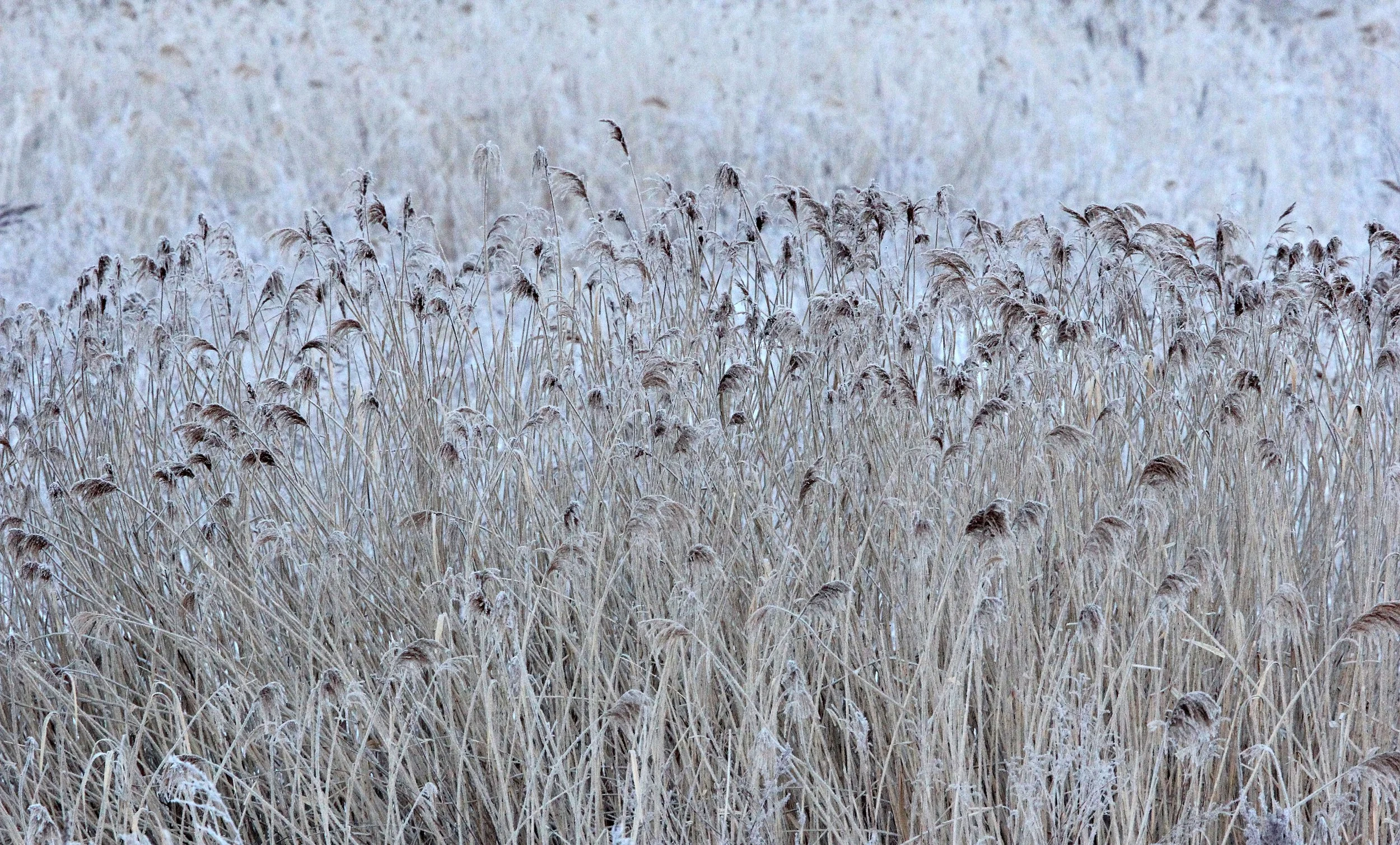 OTOWABASHI SETSUGAWA - TSURUI TOWN - HOKKAIDO JAPAN (21).JPG